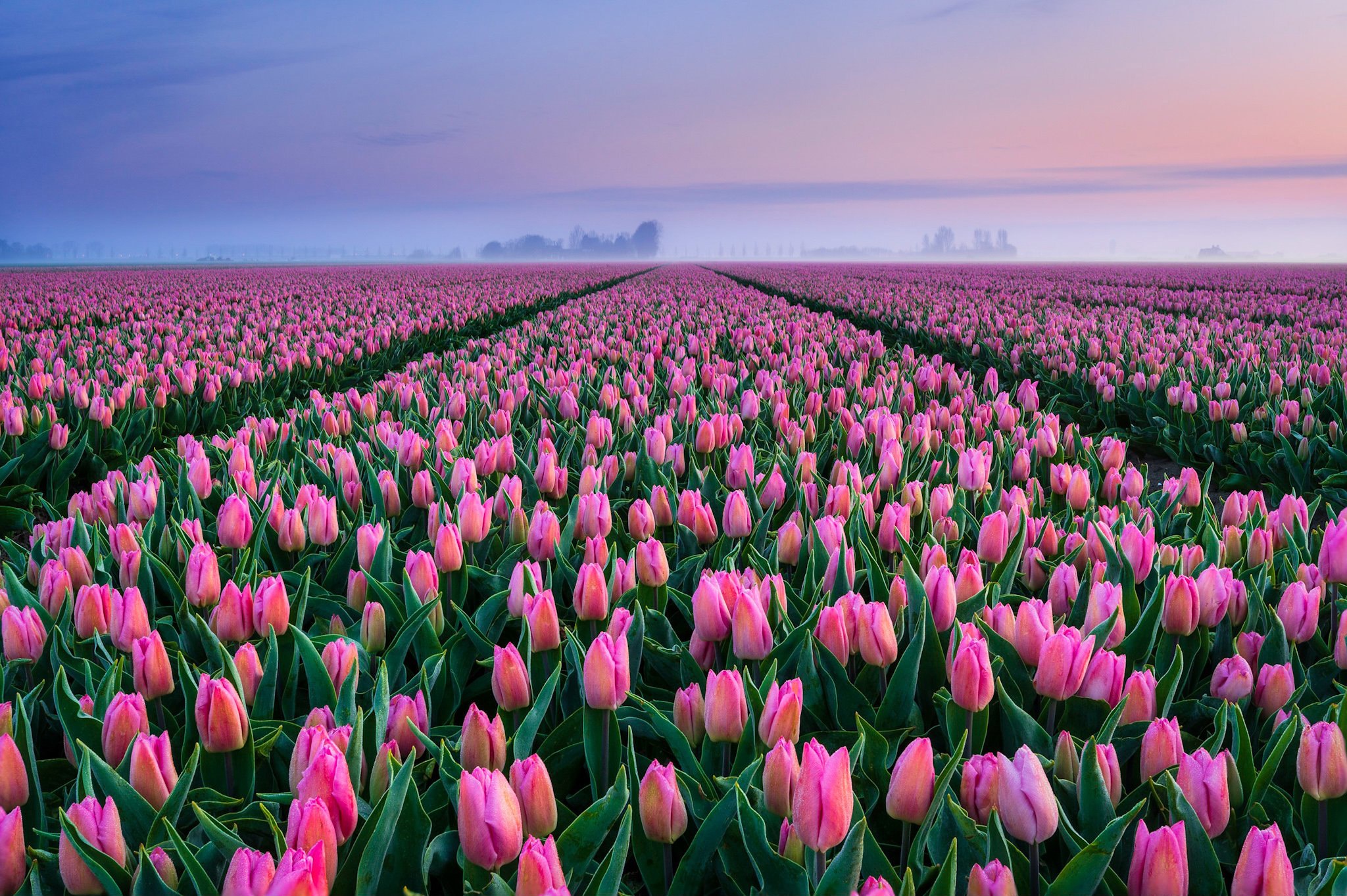 Download mobile wallpaper Nature, Flowers, Earth, Field, Tulip, Pink Flower for free.