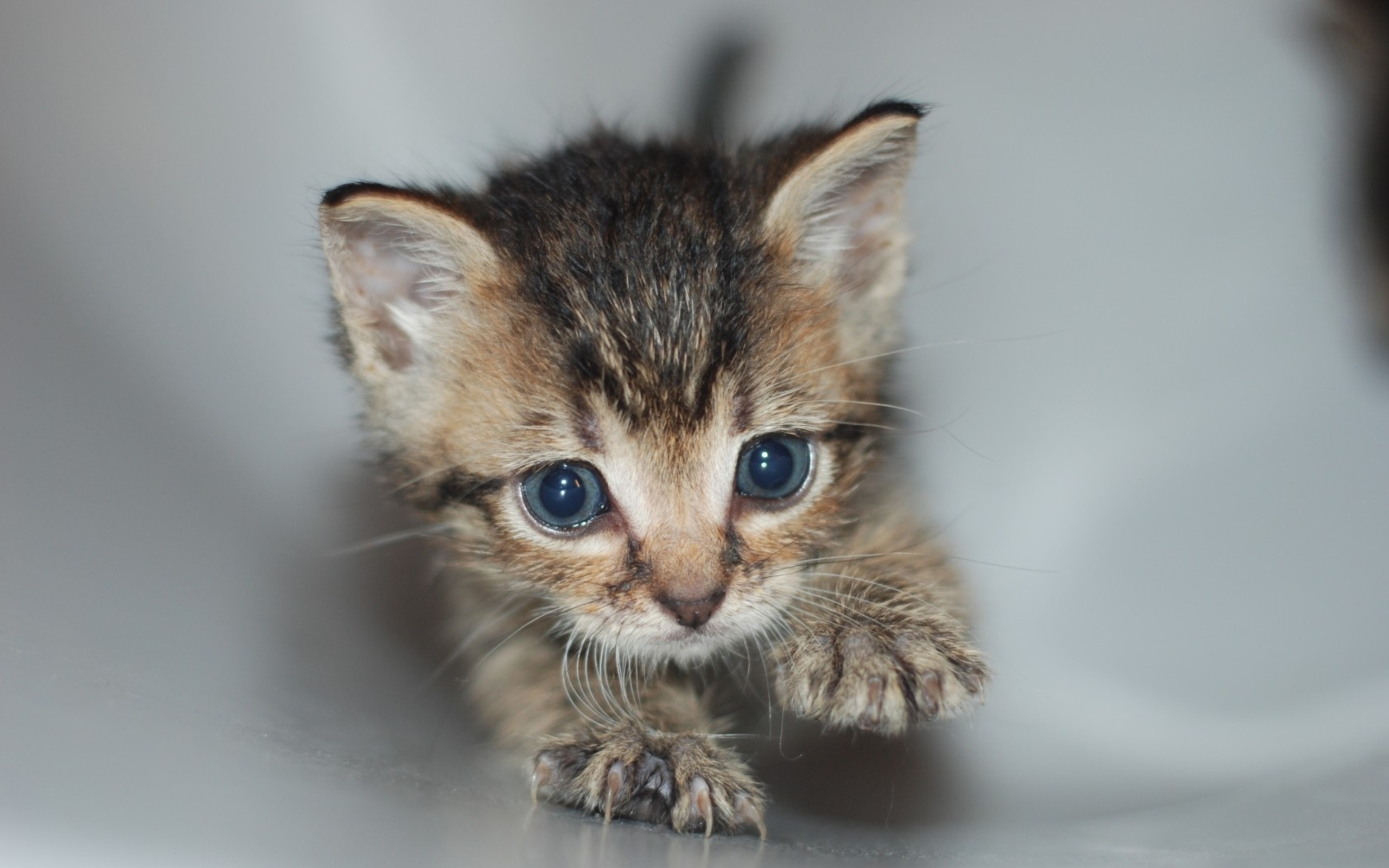 Laden Sie das Tiere, Katzen, Katze-Bild kostenlos auf Ihren PC-Desktop herunter