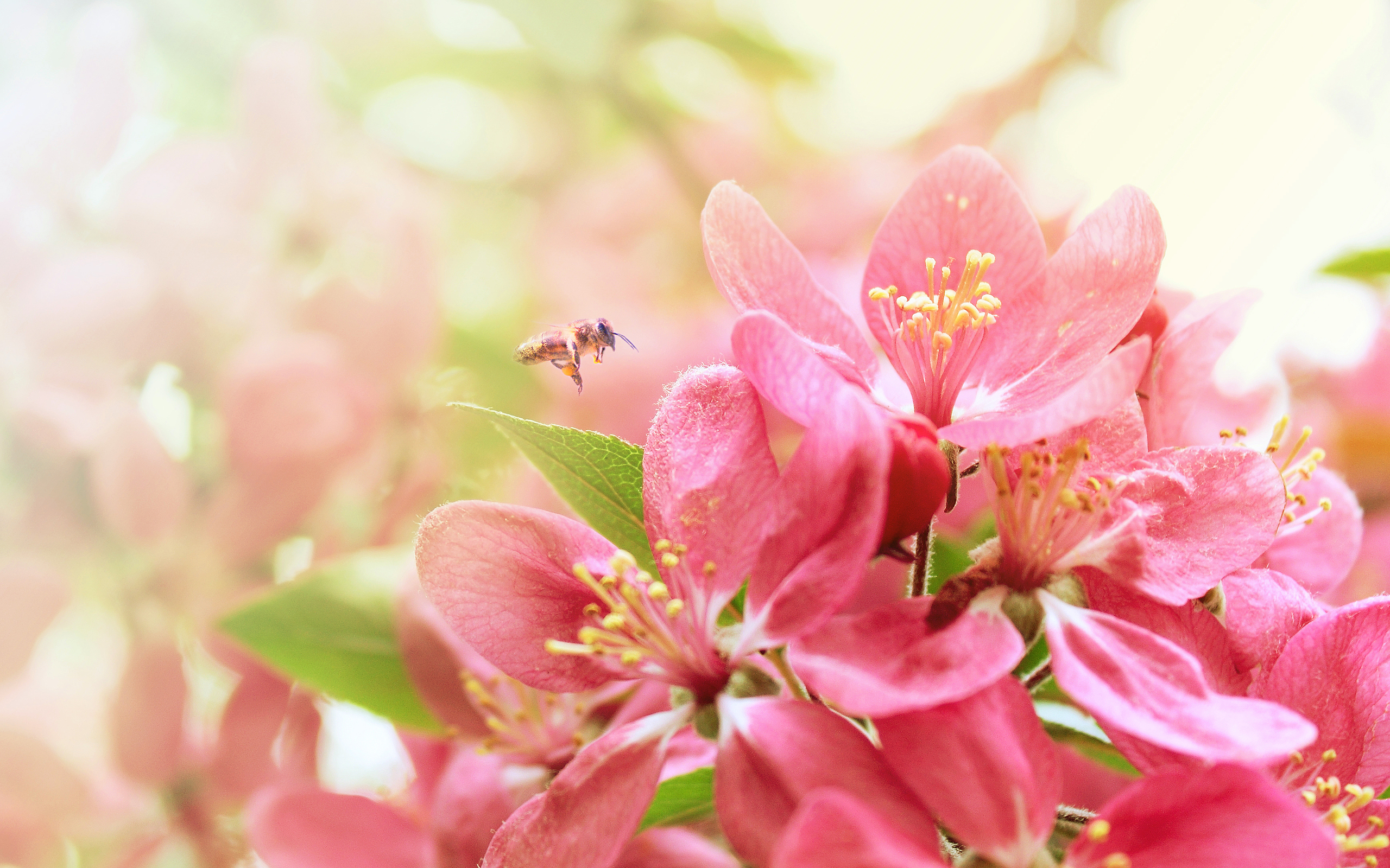 Descarga gratuita de fondo de pantalla para móvil de Flor, Tierra/naturaleza.