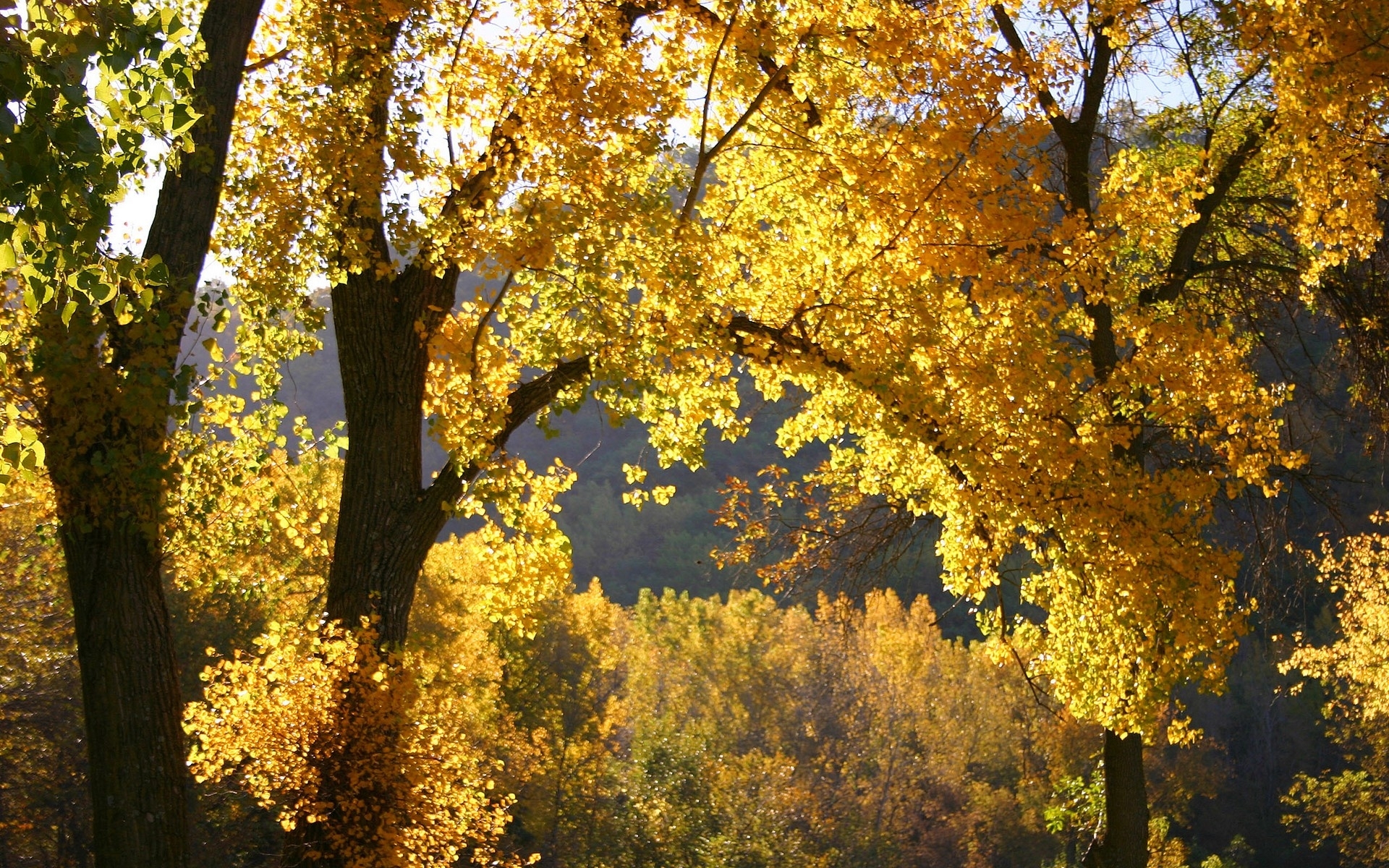 PCデスクトップに木, 風景, 秋画像を無料でダウンロード