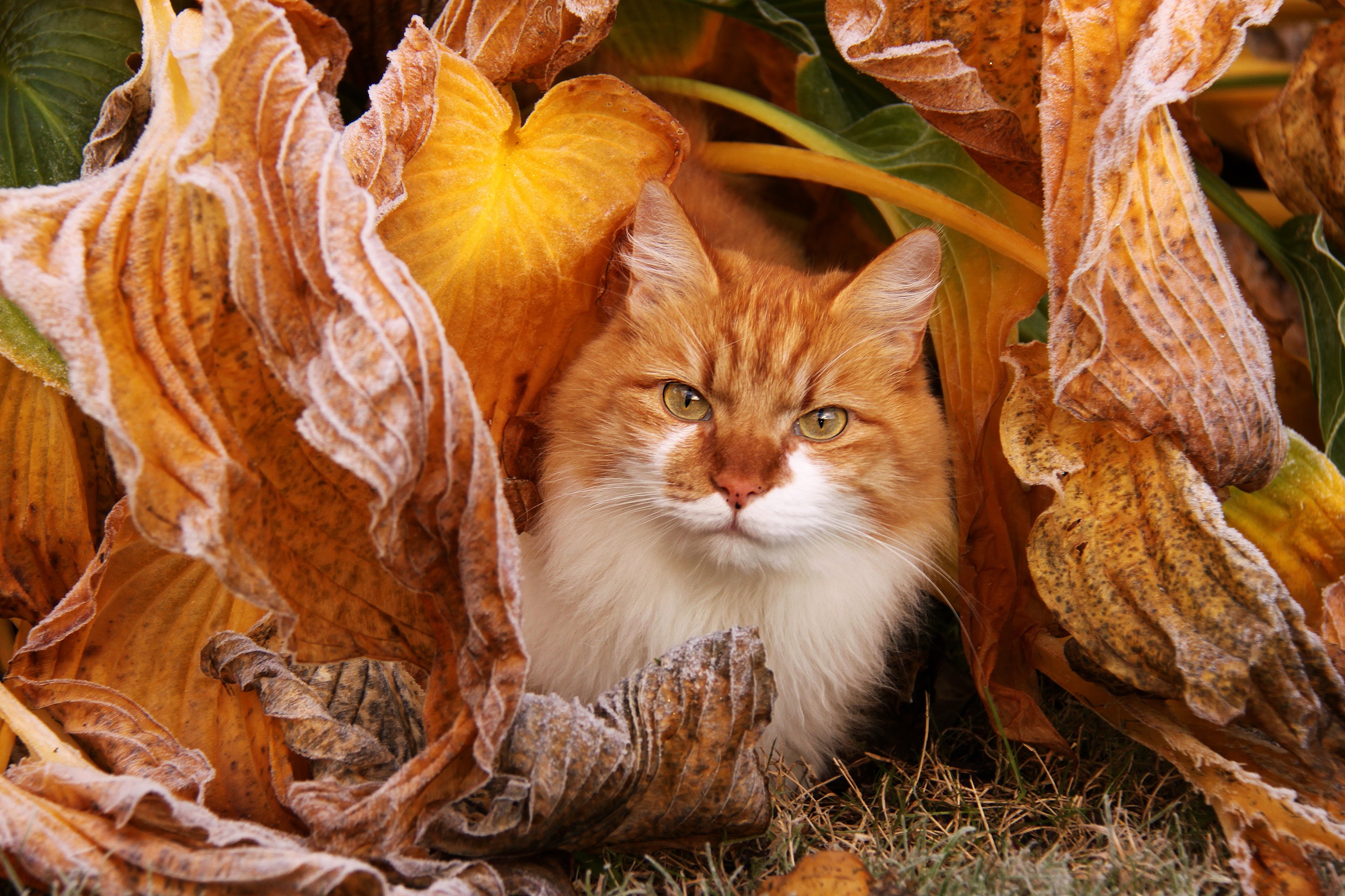 Descarga gratuita de fondo de pantalla para móvil de Animales, Gatos, Gato.