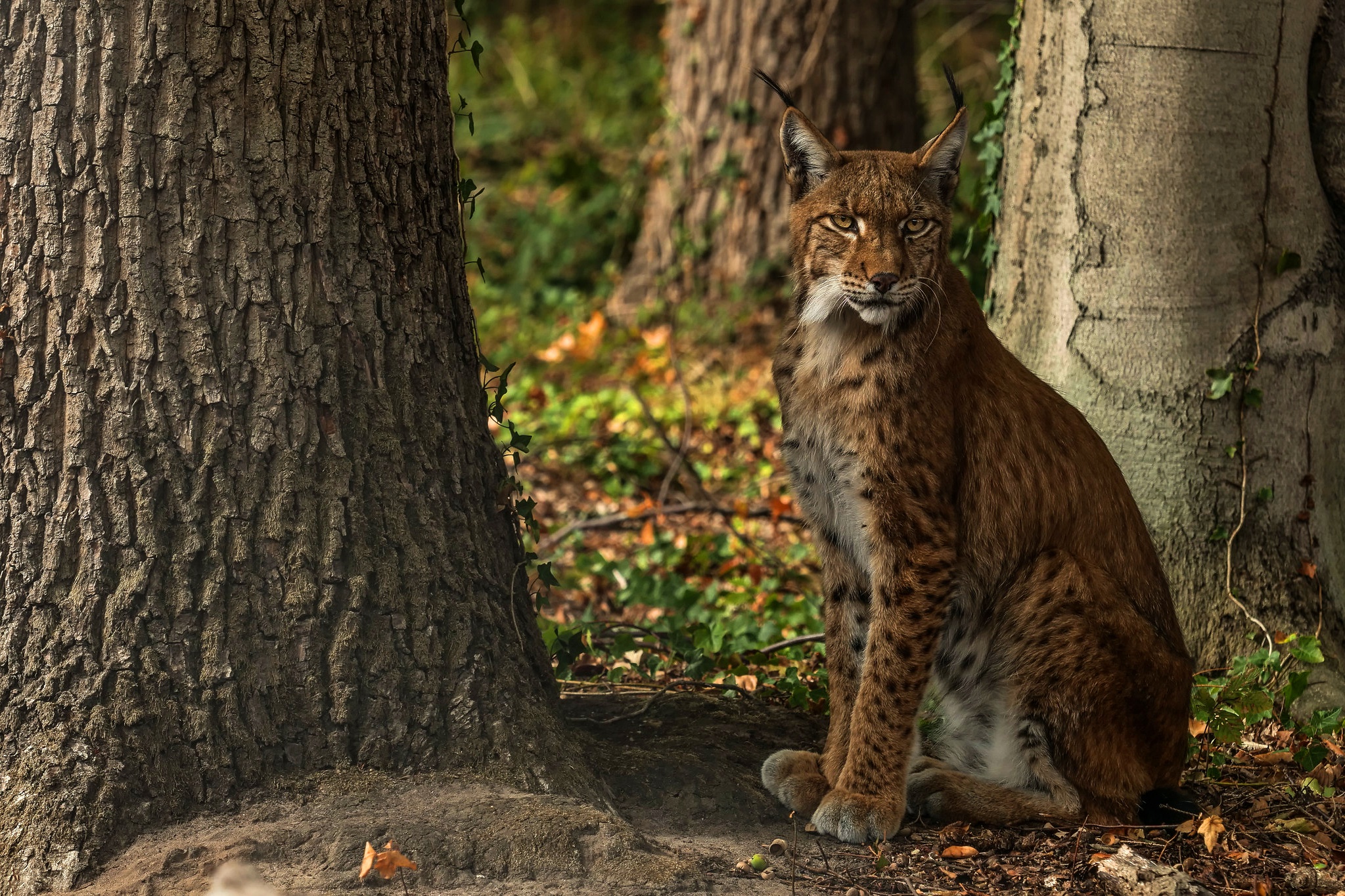 Handy-Wallpaper Luchs, Katzen, Tiere kostenlos herunterladen.