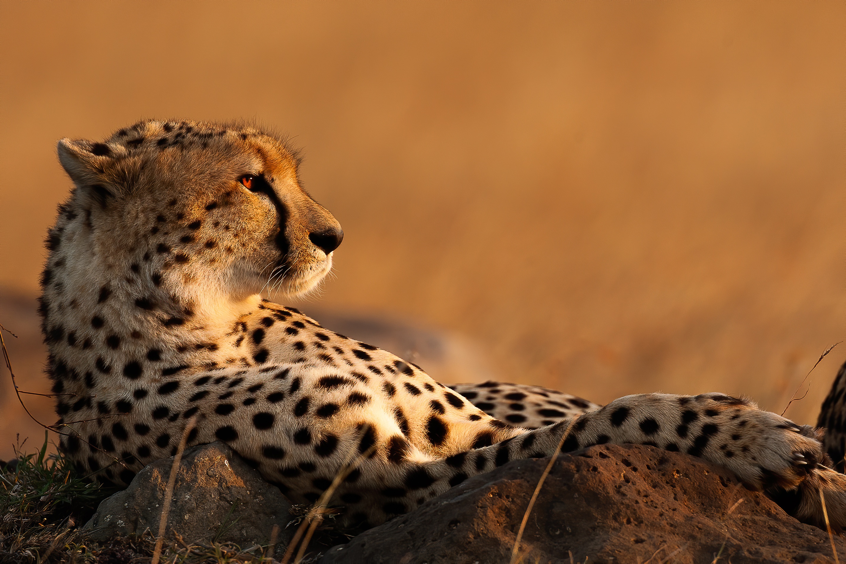 Téléchargez des papiers peints mobile Animaux, Chats, Guépard gratuitement.