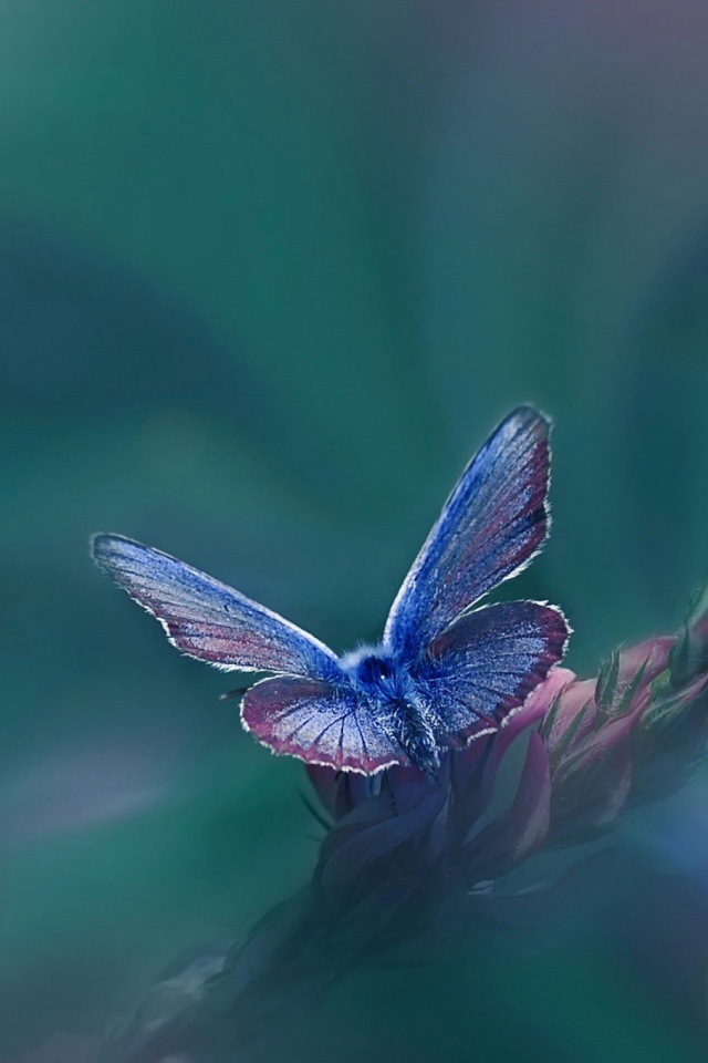 Download mobile wallpaper Butterfly, Animal for free.