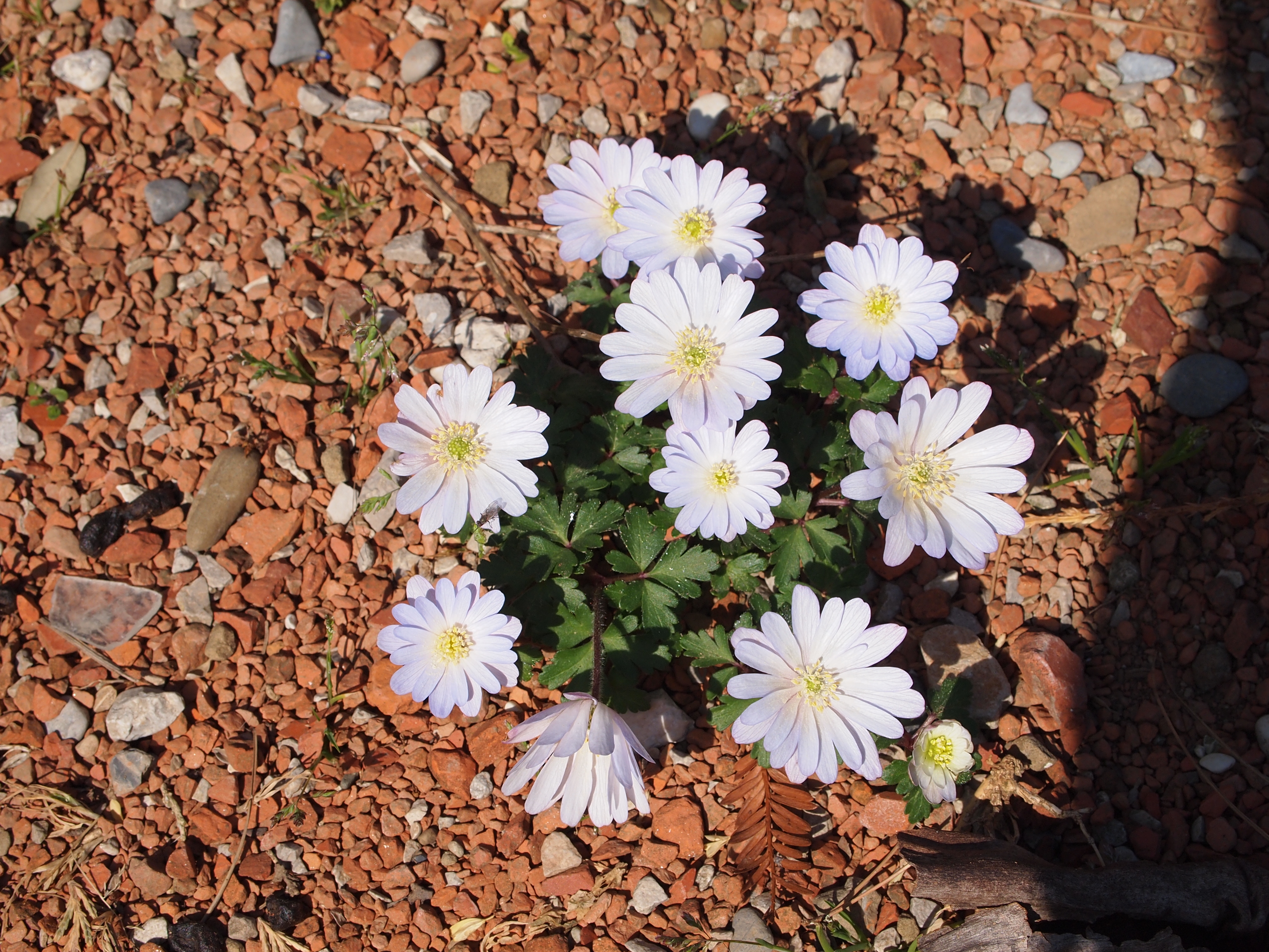 PCデスクトップにフラワーズ, 花, 地球画像を無料でダウンロード