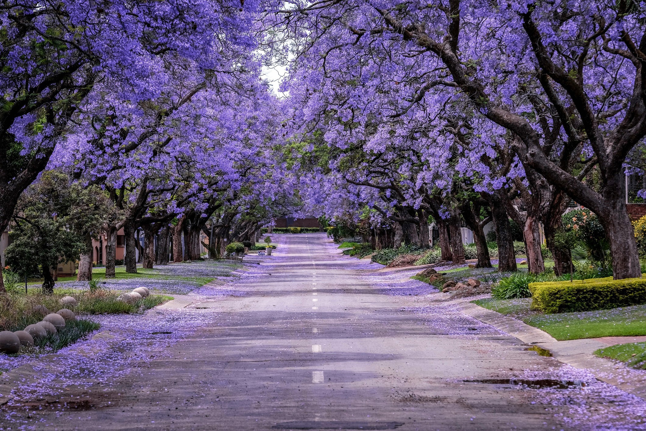 Laden Sie das Straße, Blüte, Menschengemacht, Von Bäumen Gesäumt-Bild kostenlos auf Ihren PC-Desktop herunter