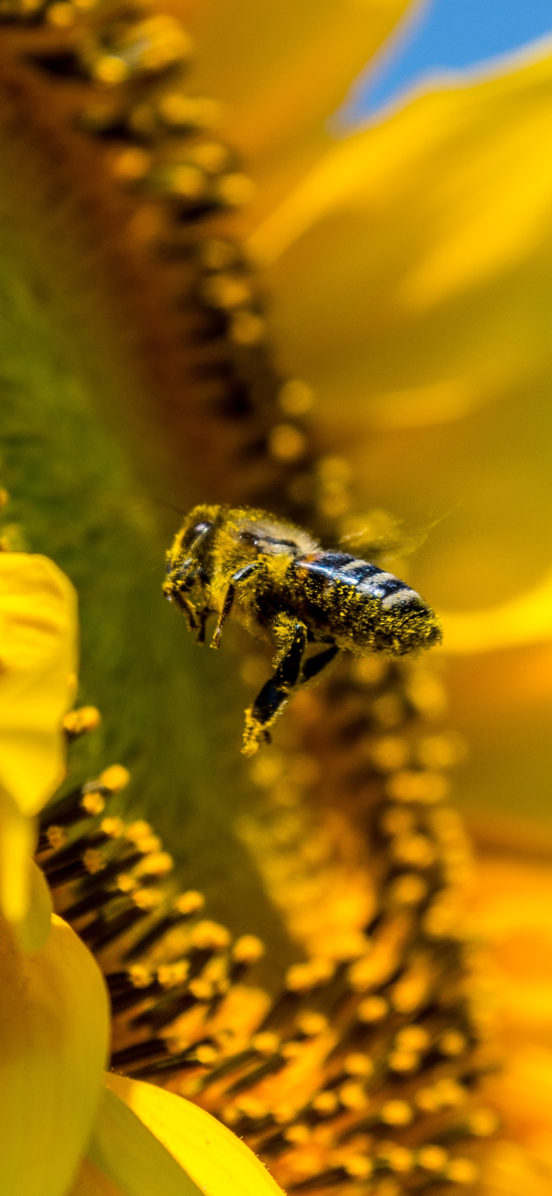 無料モバイル壁紙動物, 昆虫, 大きい, 蜂, 虫をダウンロードします。