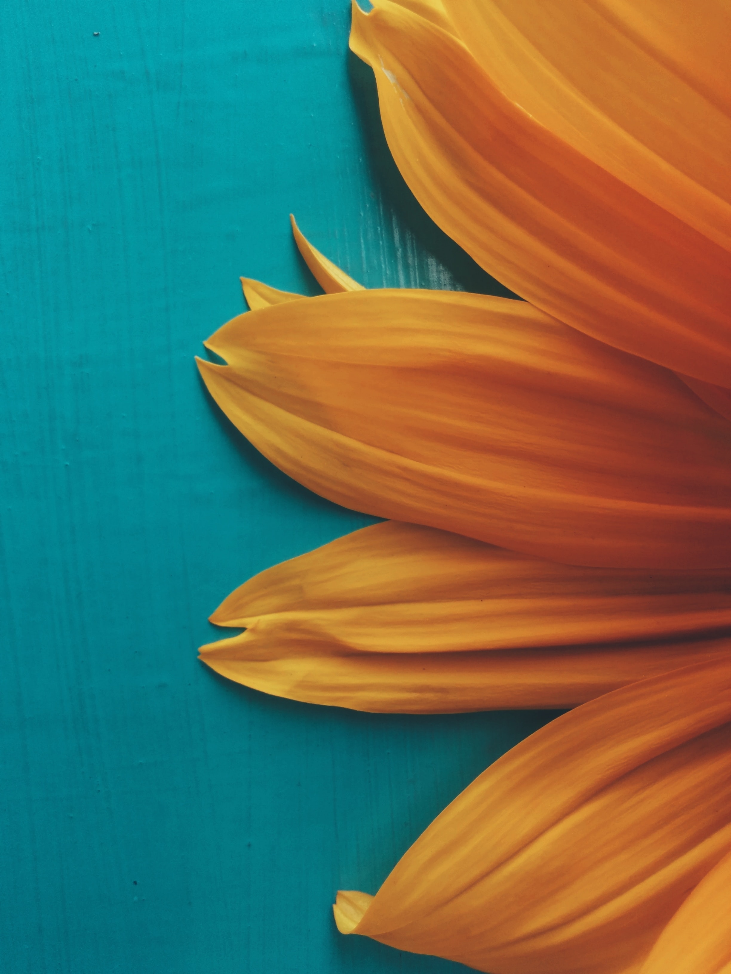 Free download wallpaper Flowers, Flower, Plant, Petals, Background on your PC desktop