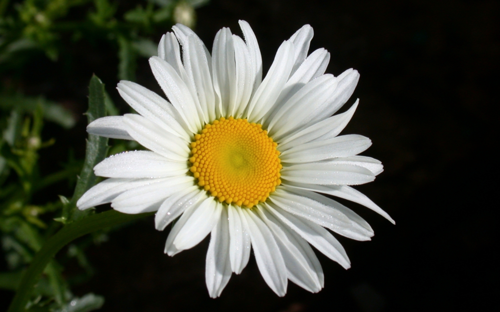 Téléchargez gratuitement l'image Fleurs, Fleur, Marguerite, Fleur Blanche, Terre/nature sur le bureau de votre PC