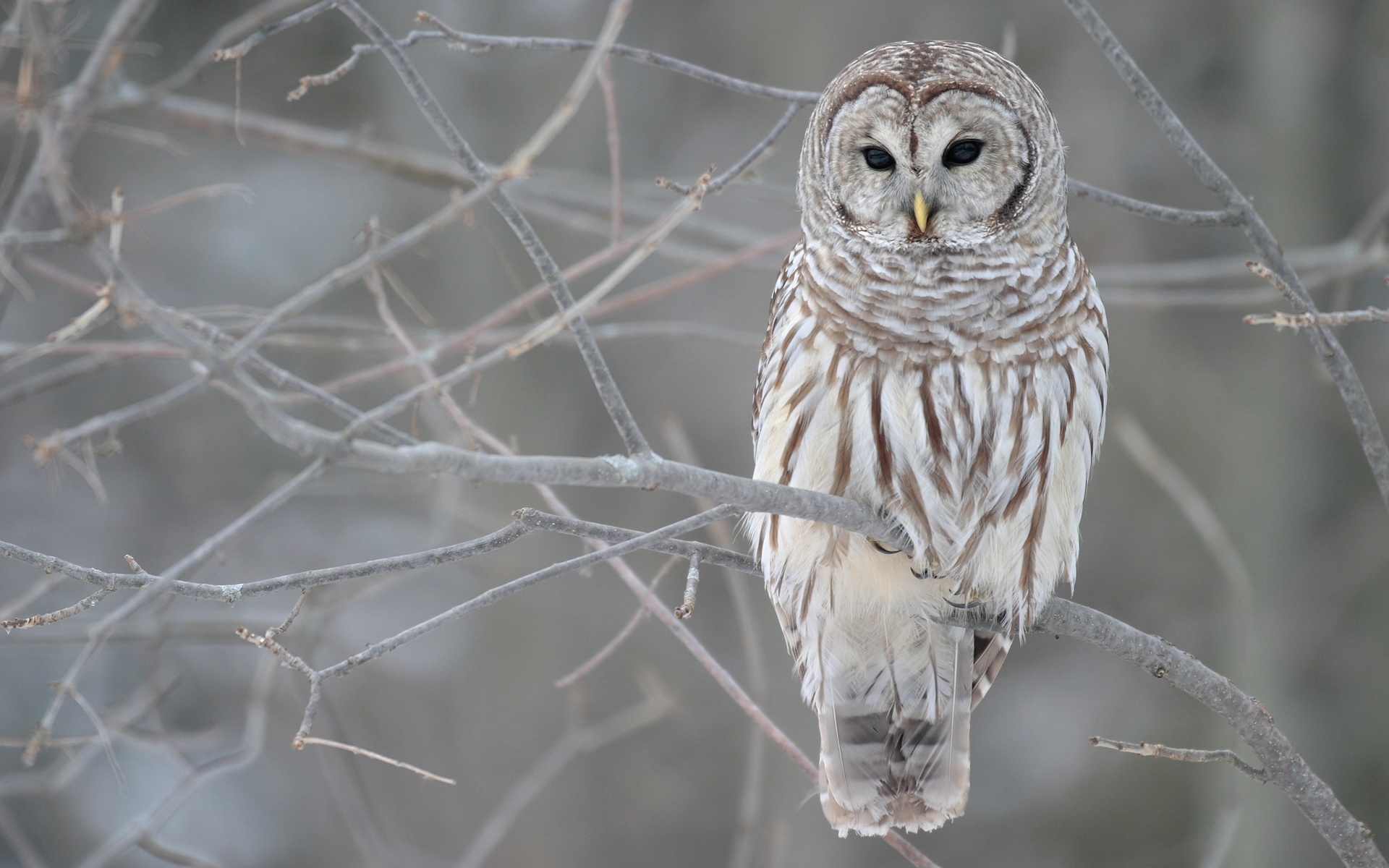 Download mobile wallpaper Animal, Barred Owl for free.