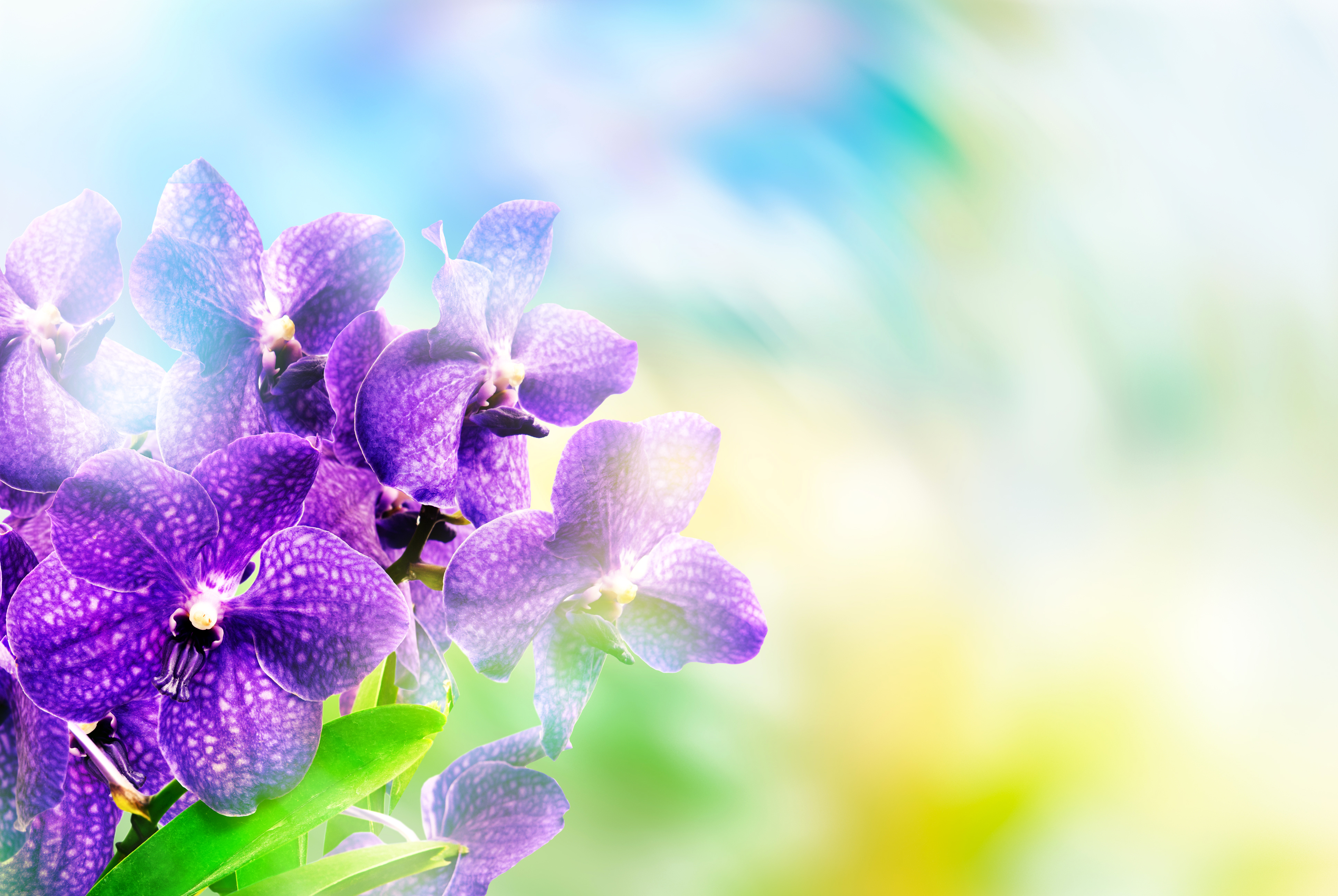 Скачать обои бесплатно Цветок, Орхидея, Фиолетовый Цветок, Земля/природа, Флауэрсы картинка на рабочий стол ПК