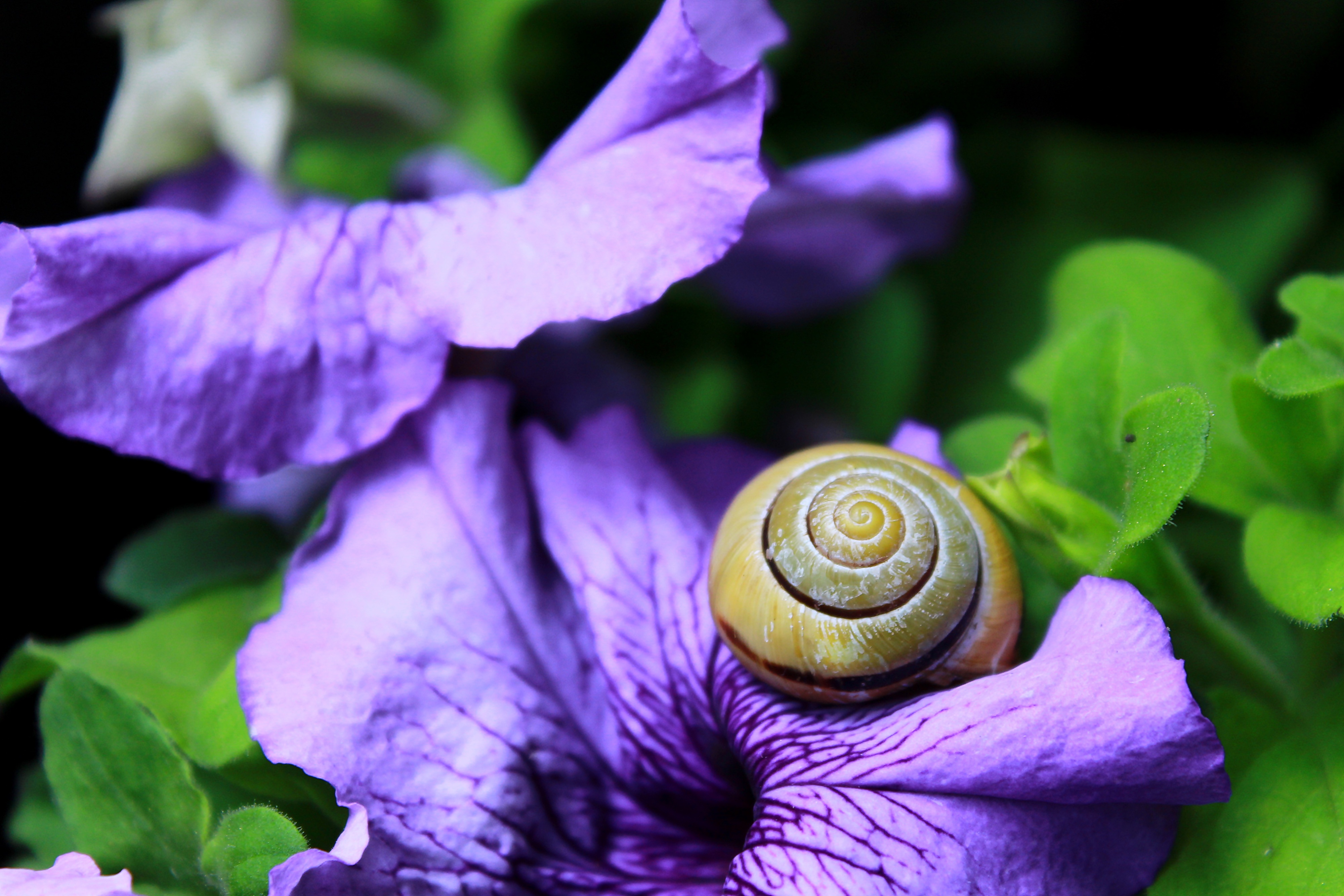 flower, macro, snail, carapace, shell, clam, mollusc