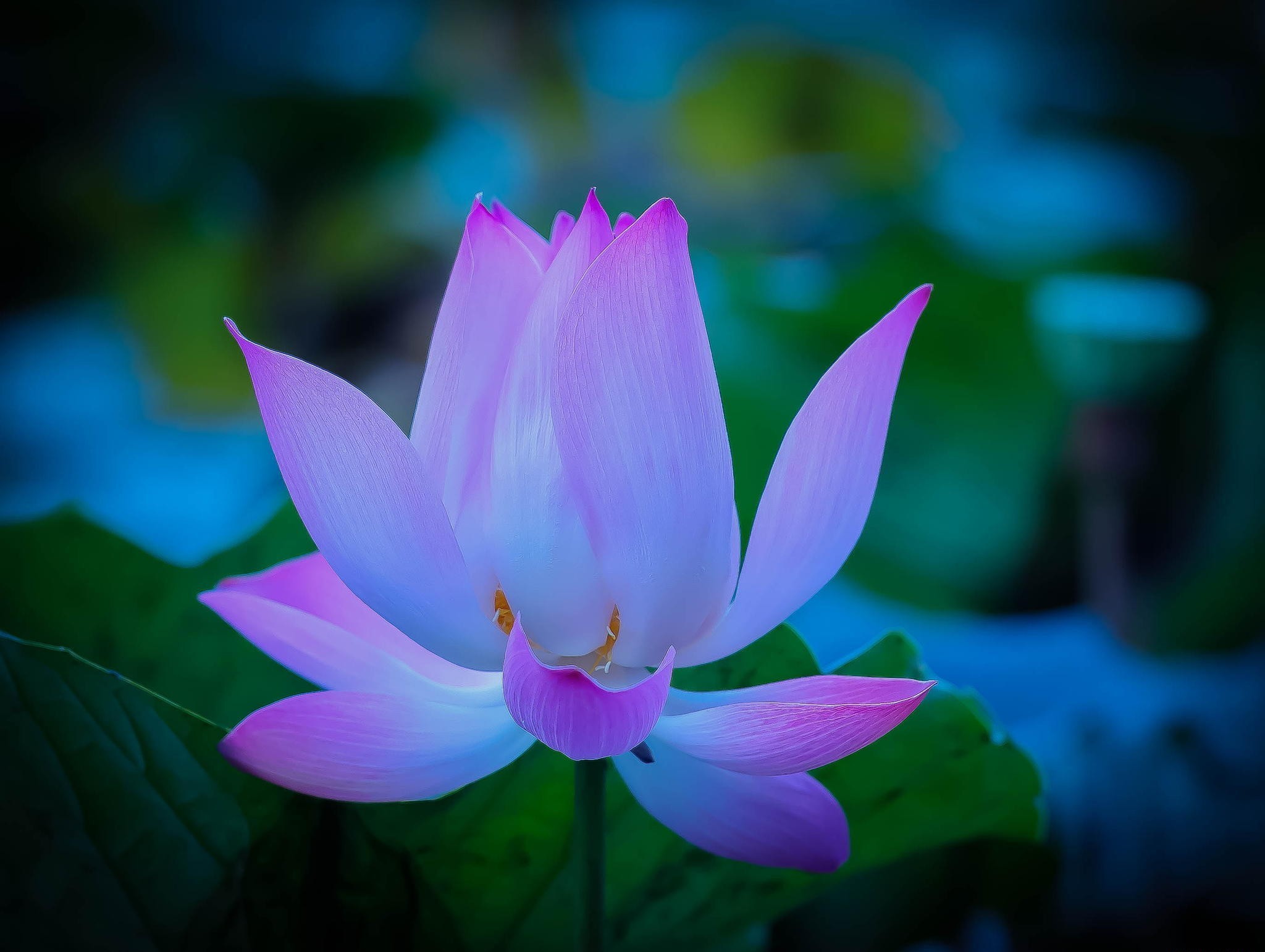Download mobile wallpaper Lotus, Flowers, Earth for free.