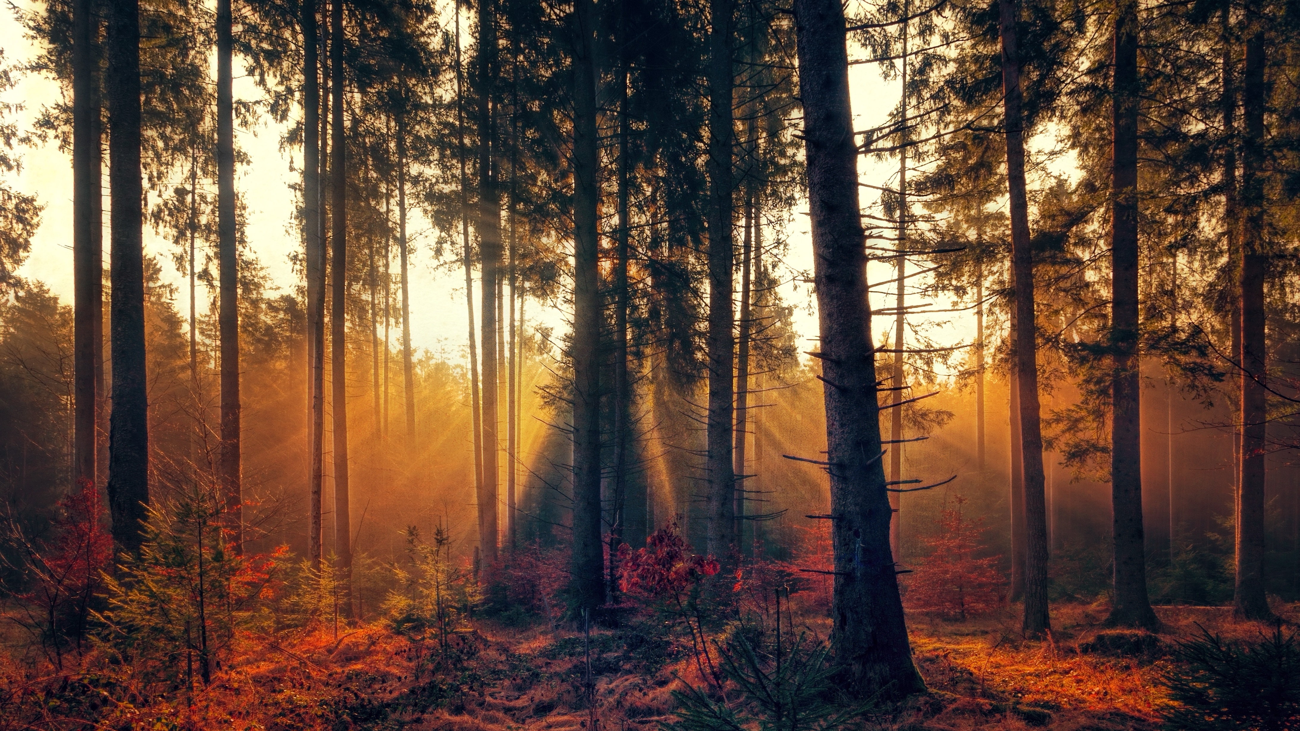 Скачать обои бесплатно Туман, Лес, Природа, Деревья, Осень картинка на рабочий стол ПК