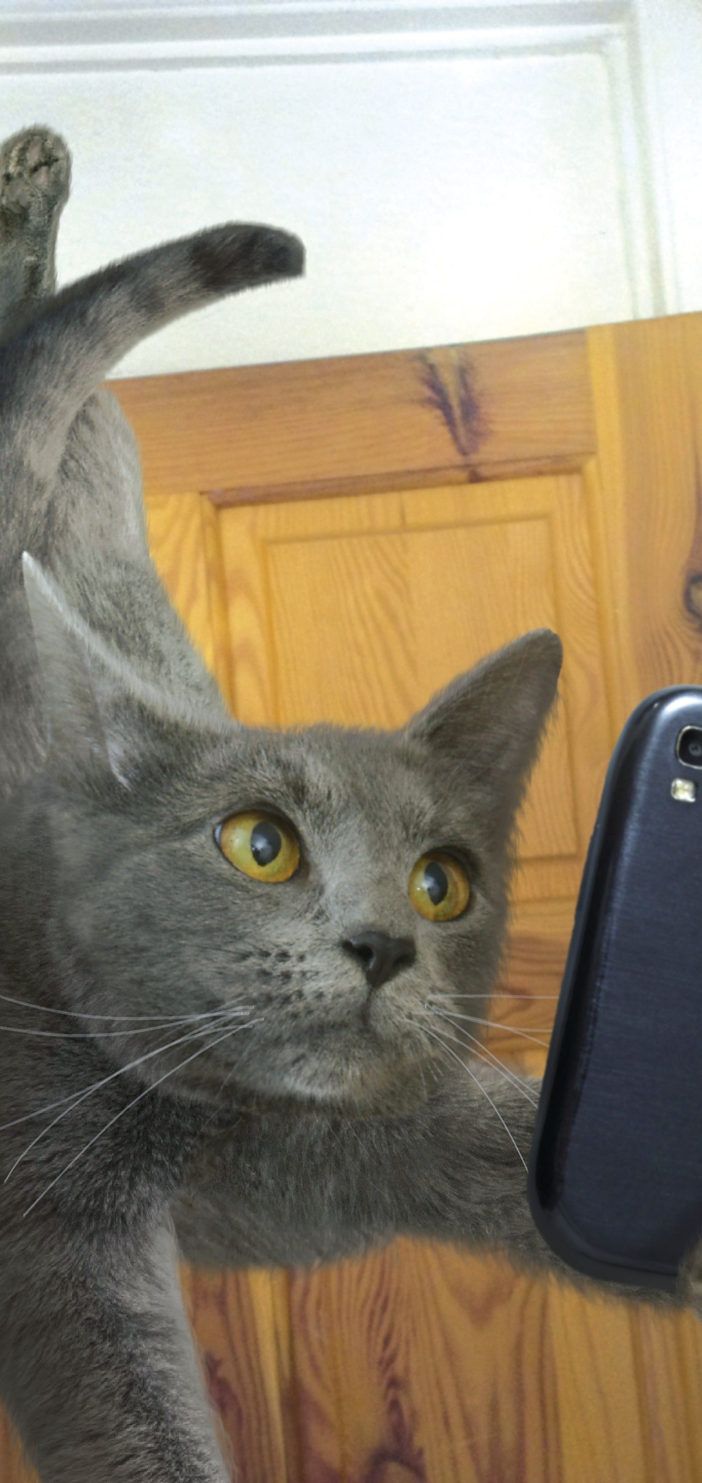 Download mobile wallpaper Cats, Cat, Selfie, Humor for free.