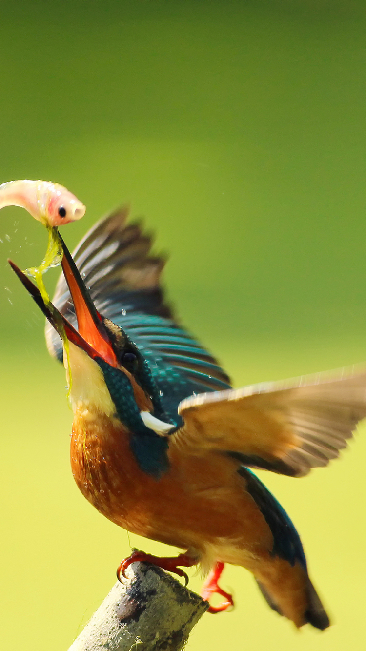 Descarga gratuita de fondo de pantalla para móvil de Animales, Martín Pescador, Aves.