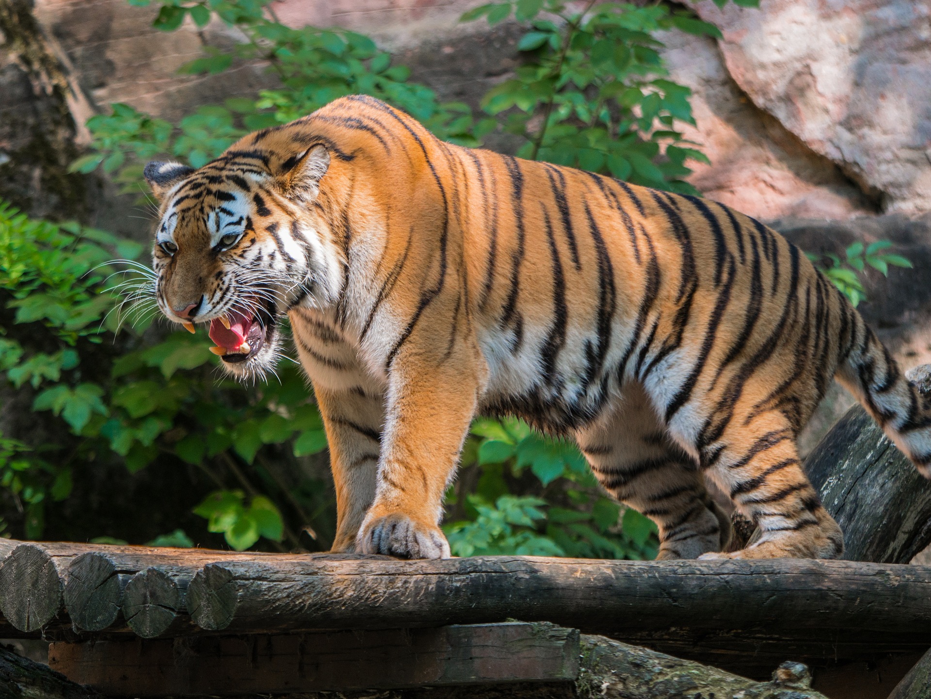 Handy-Wallpaper Tiere, Katzen, Tiger, Zoo kostenlos herunterladen.