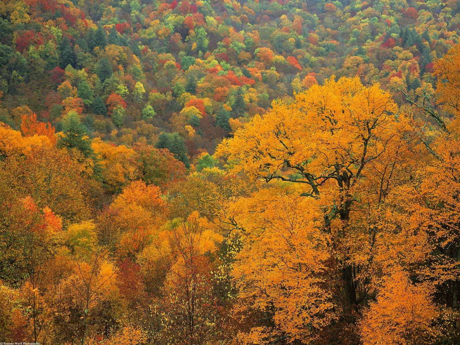 Baixe gratuitamente a imagem Natureza, Árvores, Outono, Início, Tops na área de trabalho do seu PC