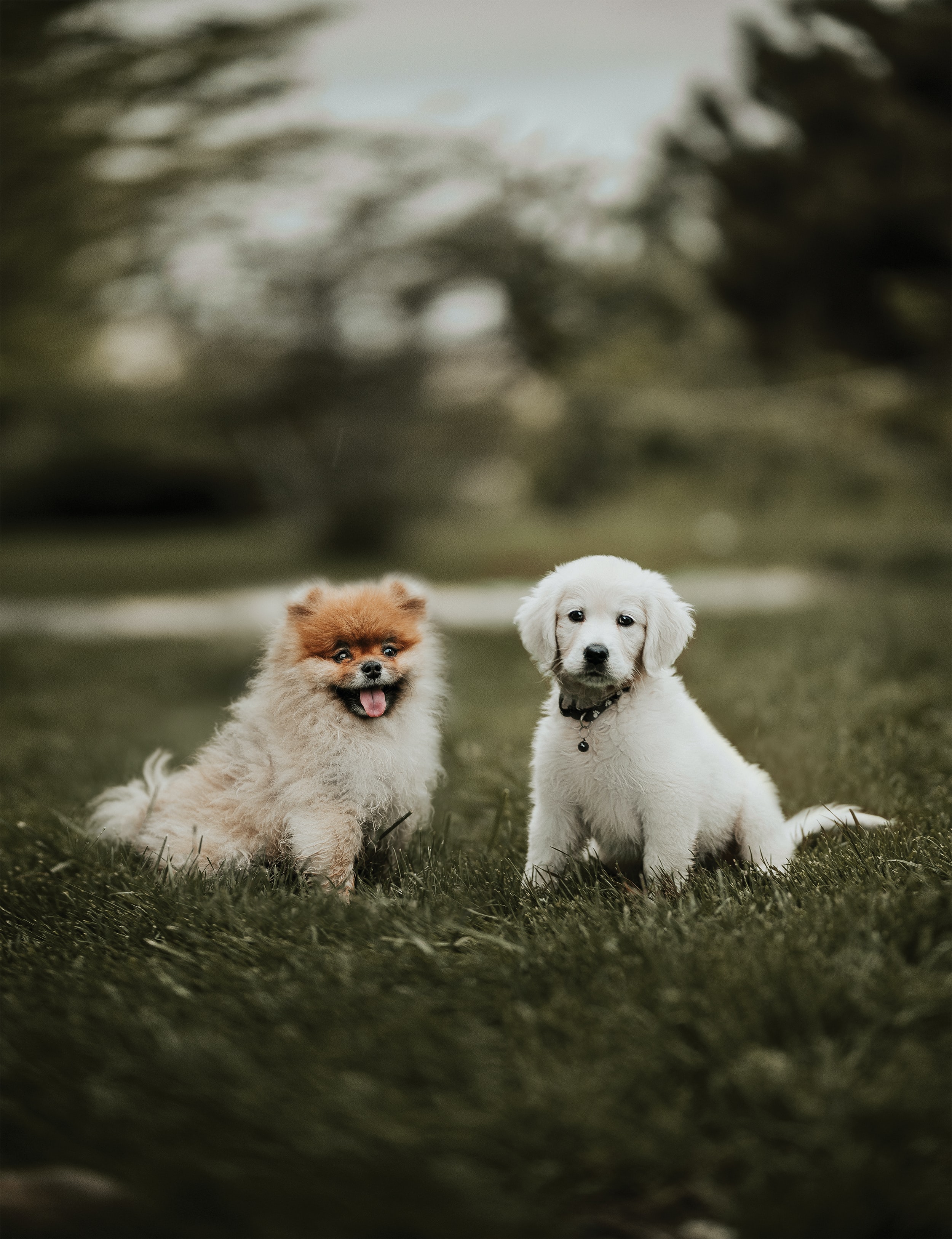 dogs, puppies, animals, friendship HD wallpaper