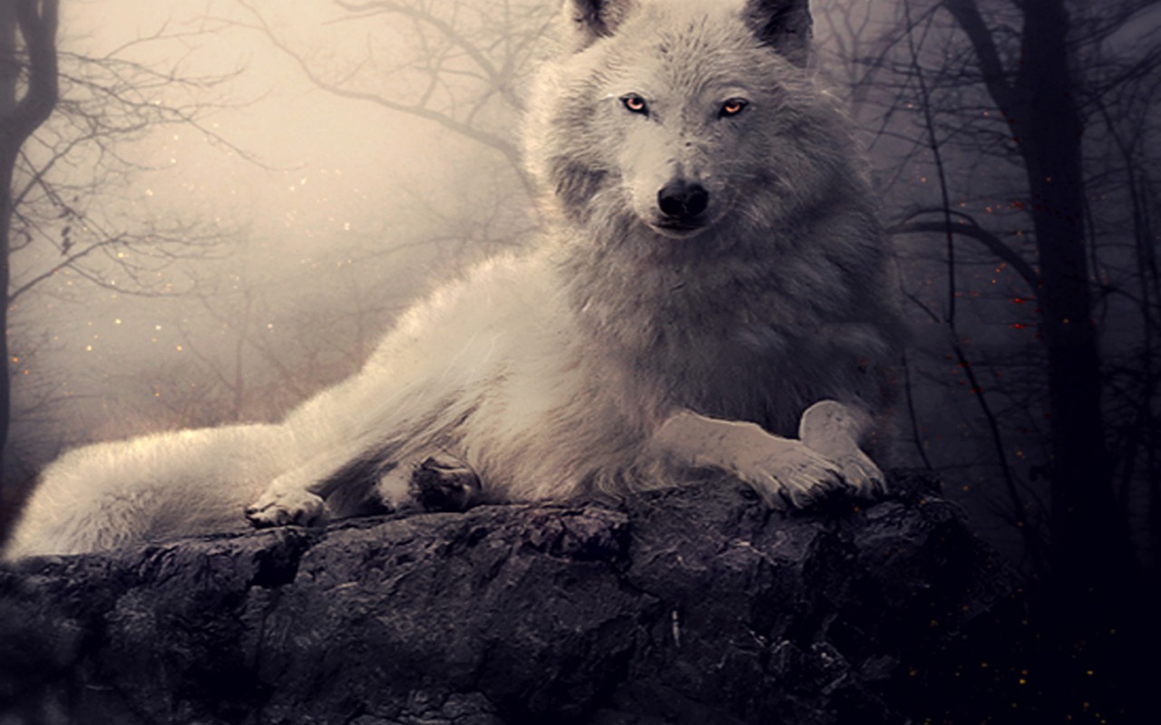 Handy-Wallpaper Tiere, Wolf kostenlos herunterladen.