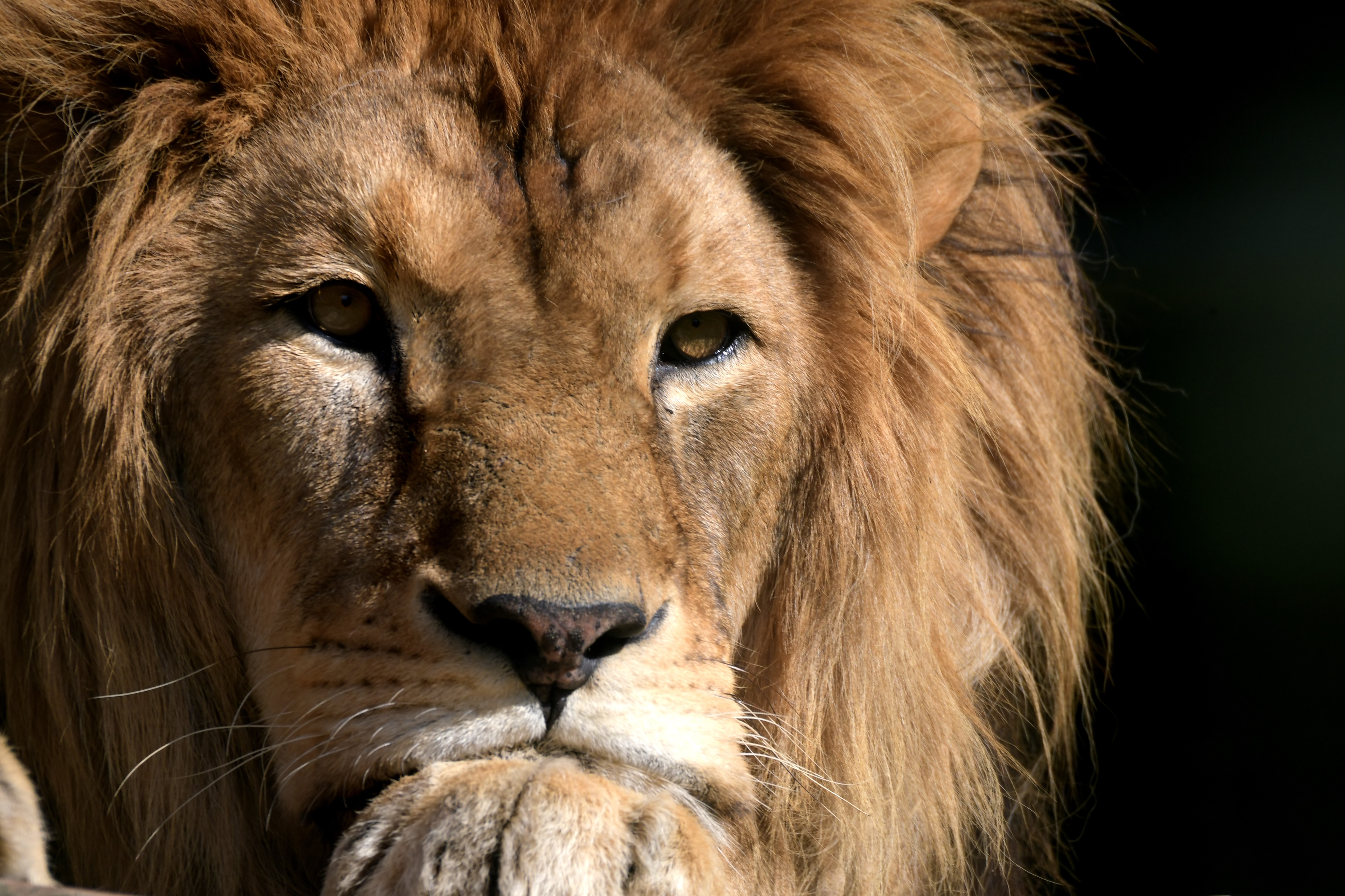 Free download wallpaper Cats, Close Up, Lion, Animal on your PC desktop