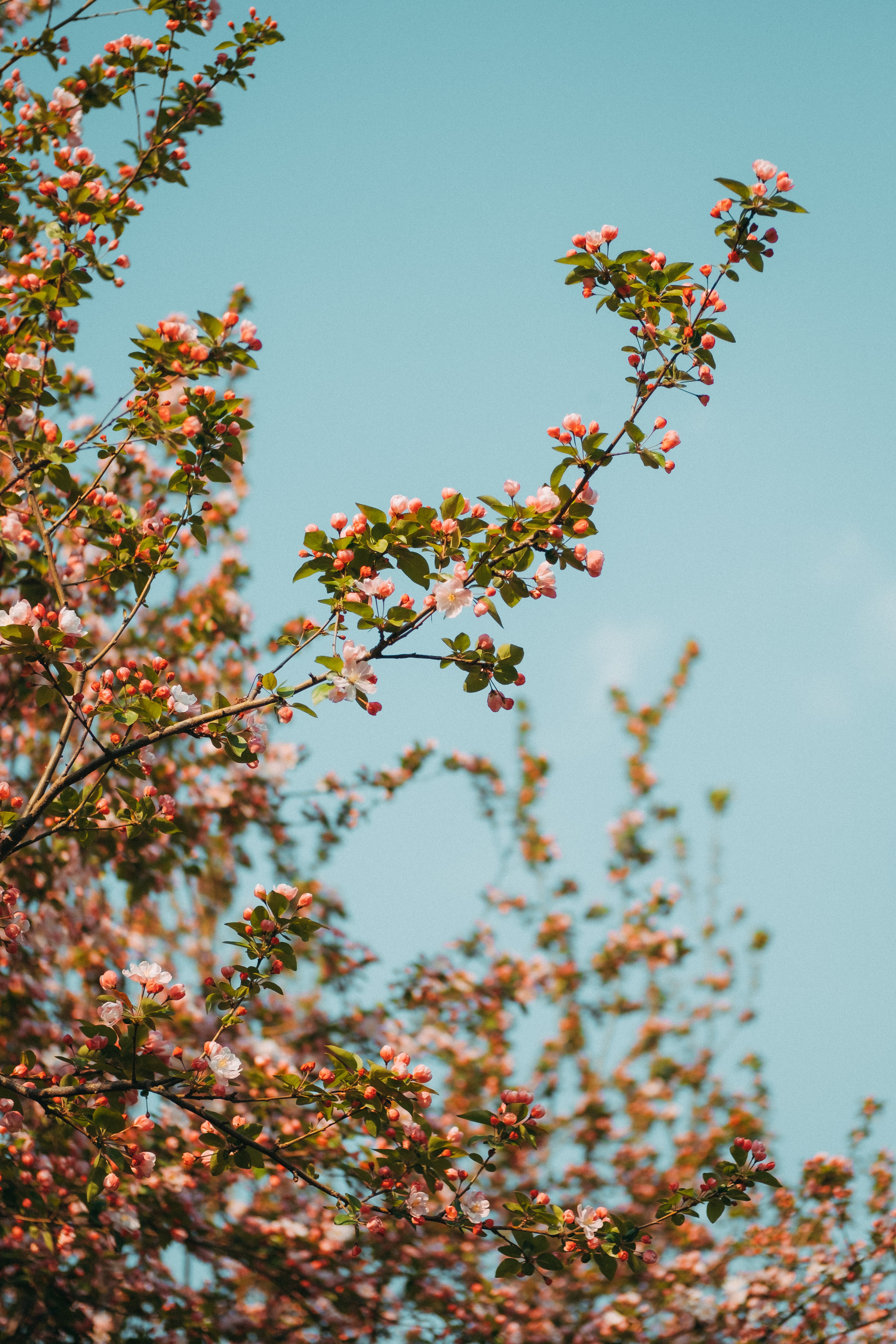 sky, spring, flowers, bloom, flowering, branch HD wallpaper