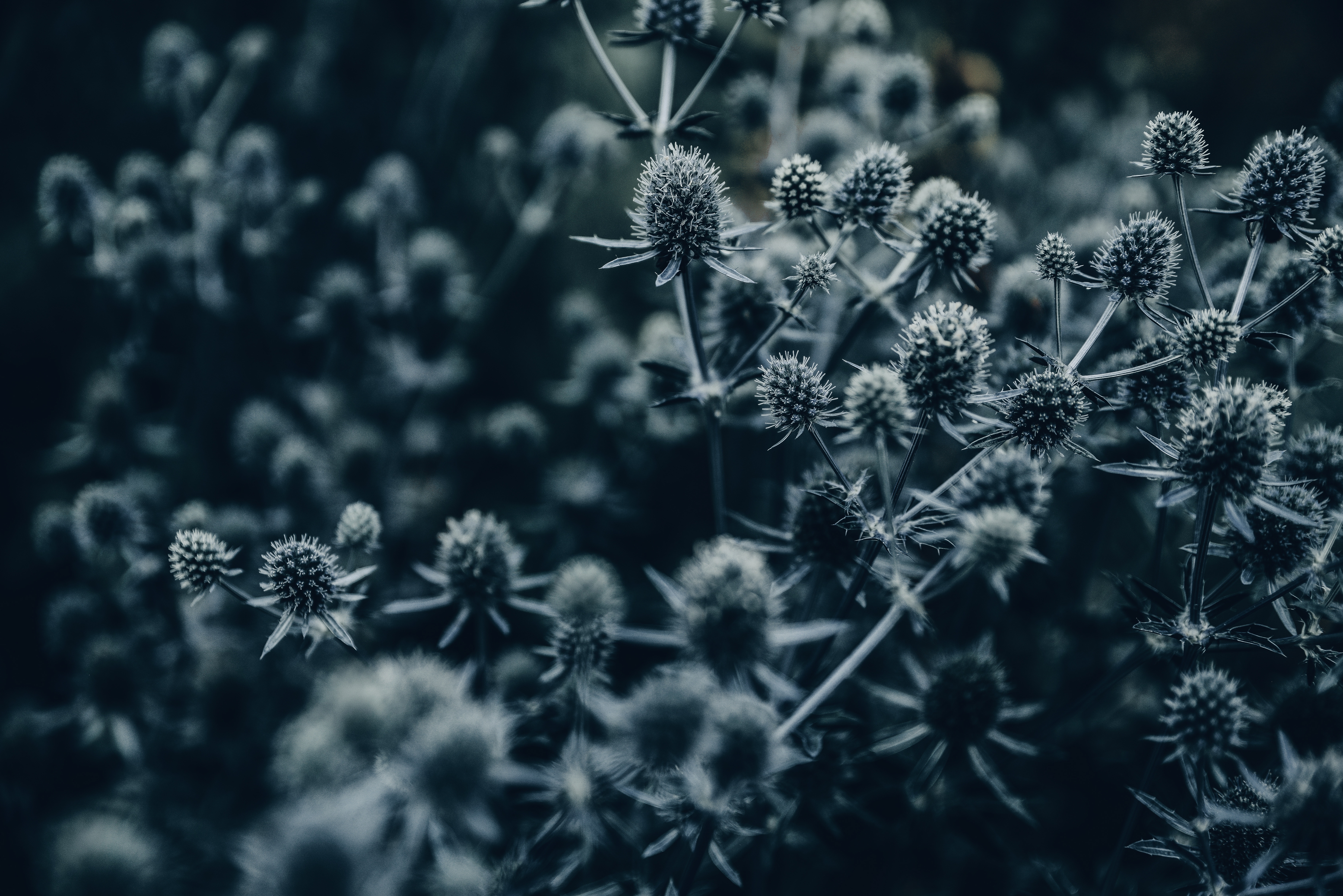 flowers, macro, grey, thorns, prickles Free Background