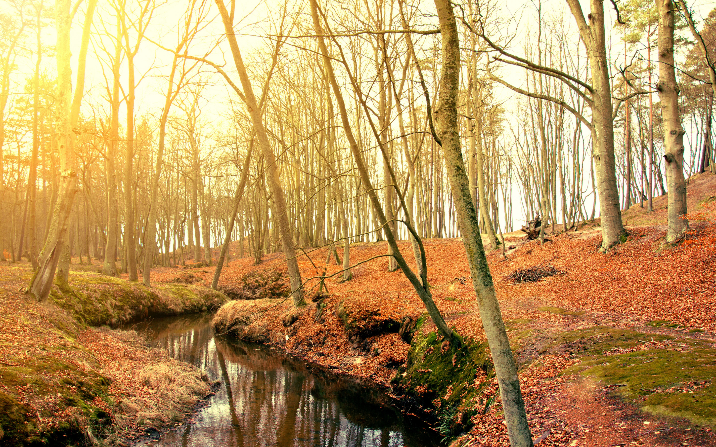 Baixar papel de parede para celular de Outono, Floresta, Corrente, Terra/natureza gratuito.