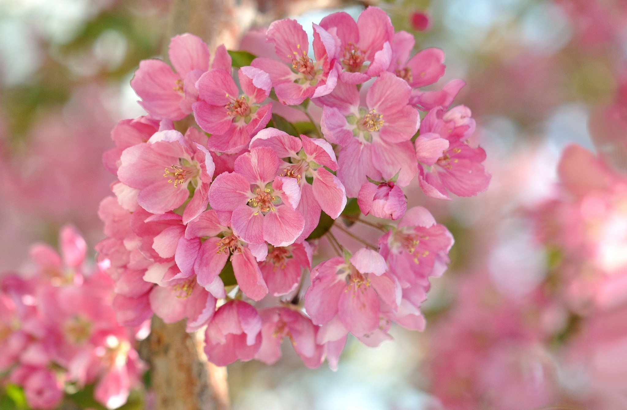 Descarga gratis la imagen Flores, Manzana, Florecer, Tierra/naturaleza en el escritorio de tu PC