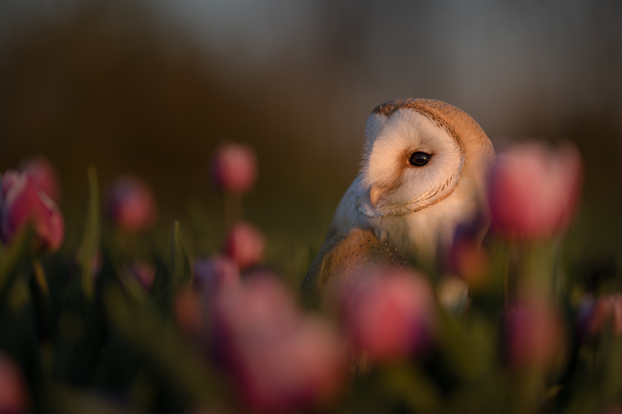 PCデスクトップに動物, 鳥, フクロウ, 花, メンフクロウ画像を無料でダウンロード