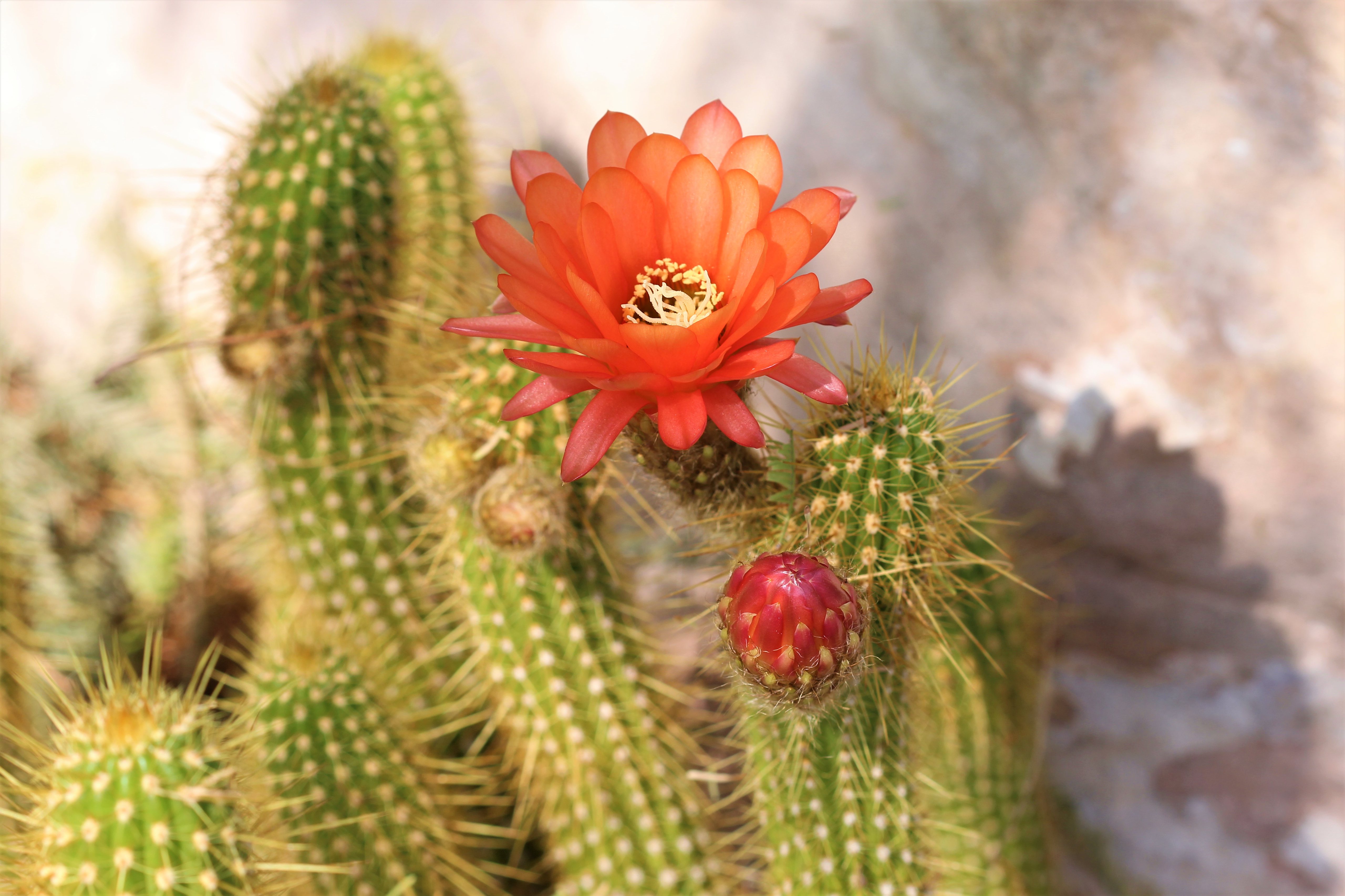 105245 descargar fondo de pantalla cactus, flores, flor, planta, florecer, floración, cacto, espinas: protectores de pantalla e imágenes gratis