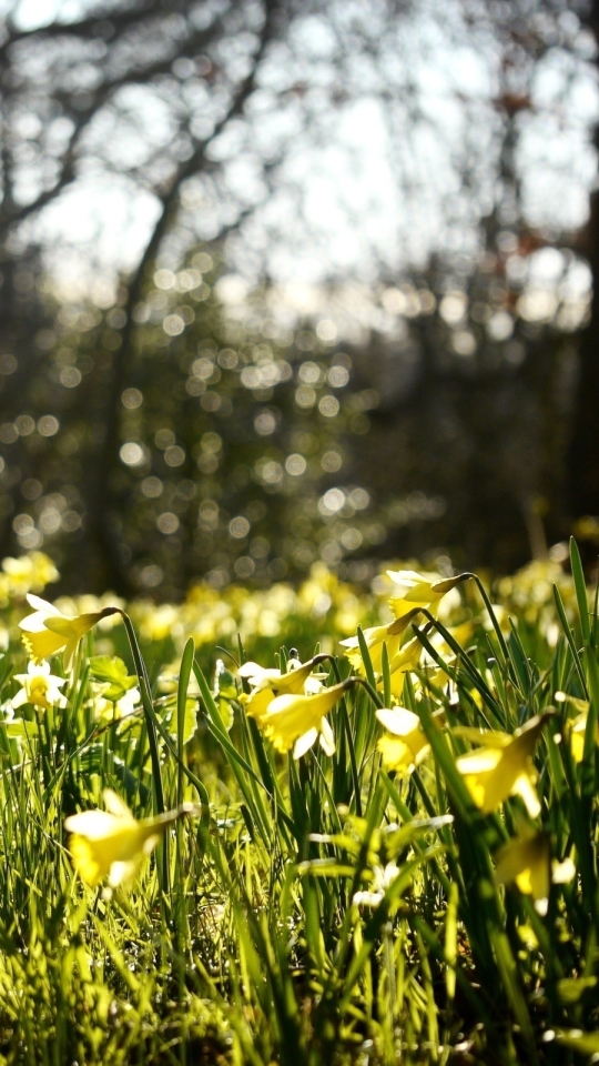 Download mobile wallpaper Flowers, Earth, Daffodil for free.
