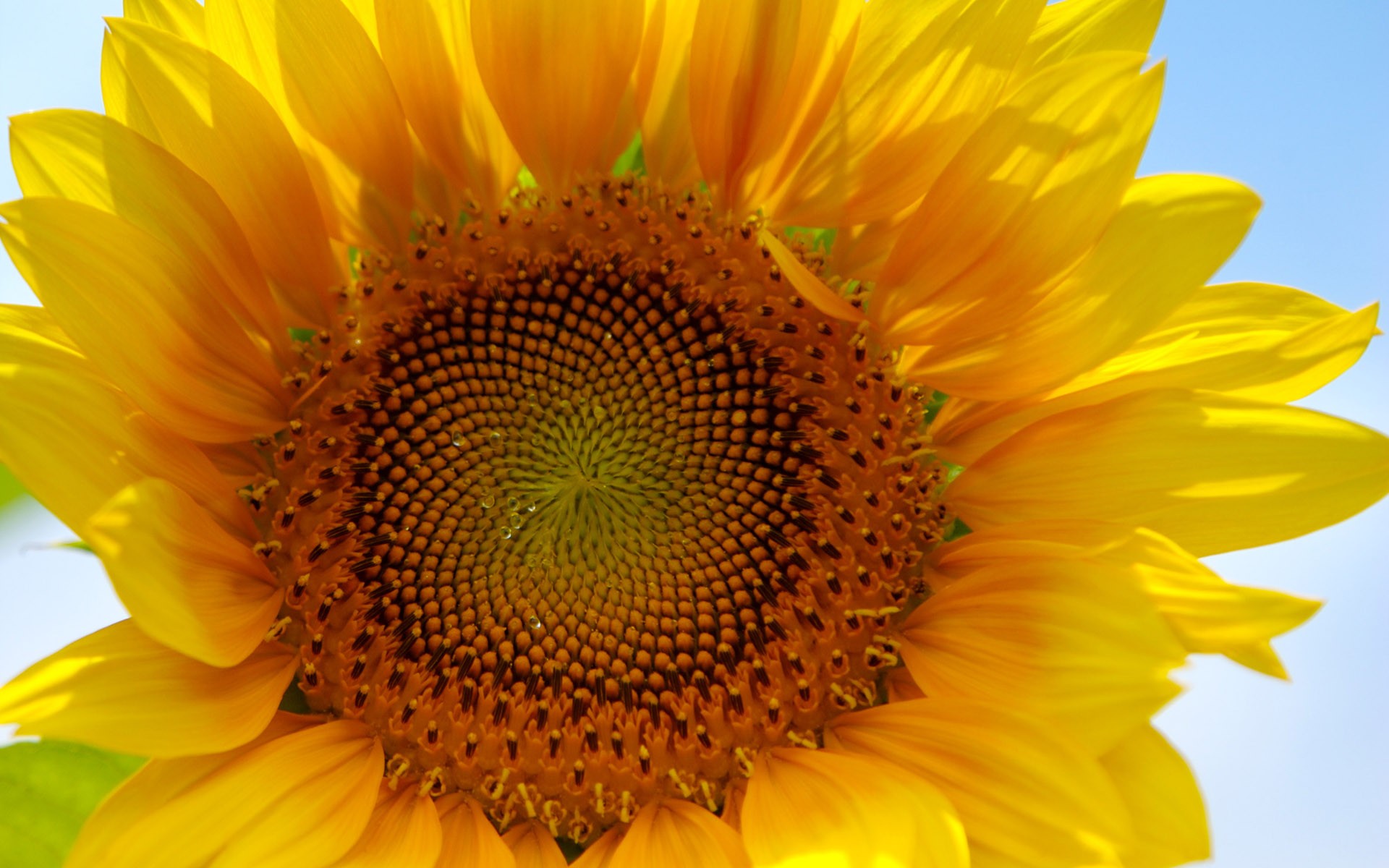 Téléchargez gratuitement l'image Fleur, Tournesol, Terre/nature sur le bureau de votre PC