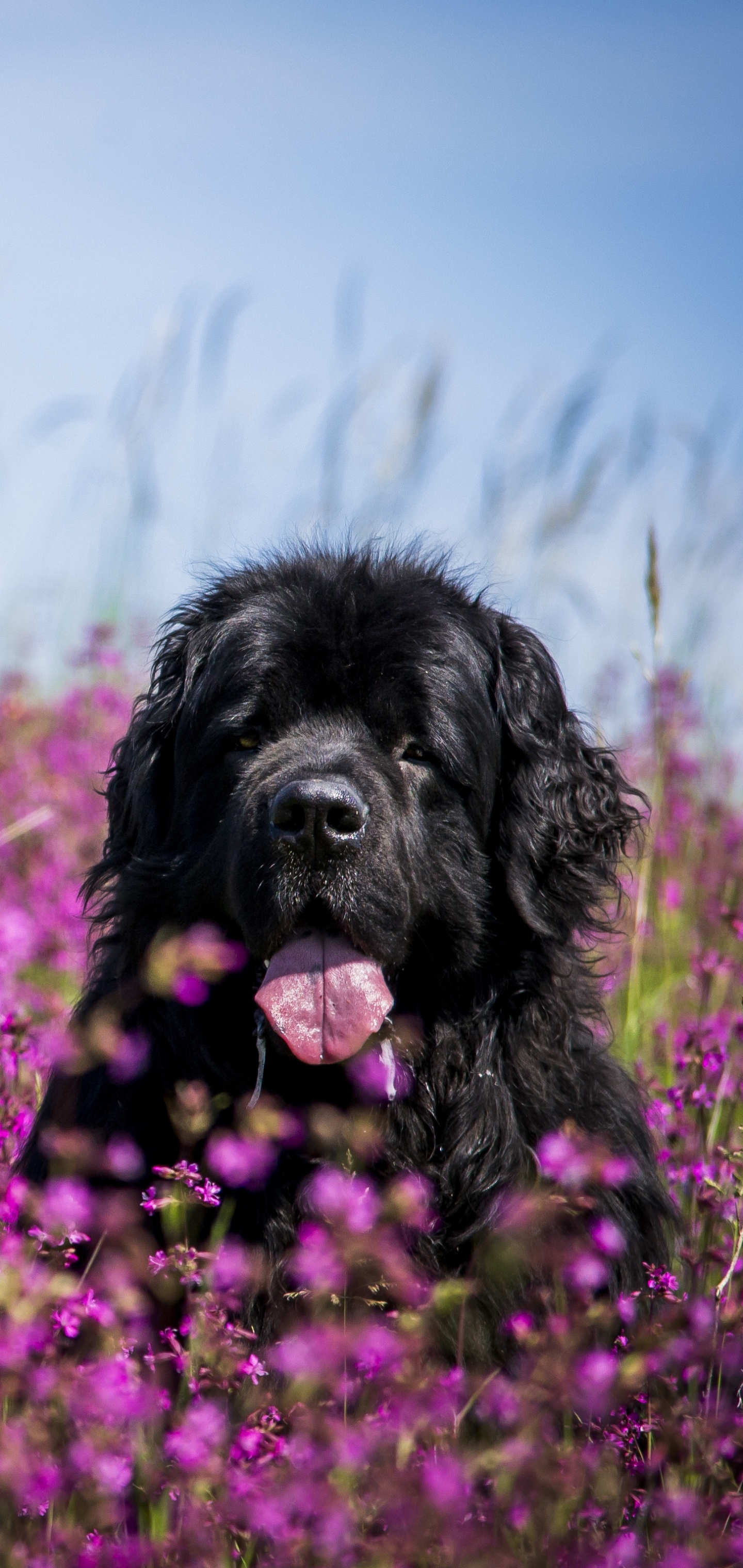 Free download wallpaper Dogs, Flower, Dog, Muzzle, Animal, Meadow, Purple Flower, Newfoundland on your PC desktop