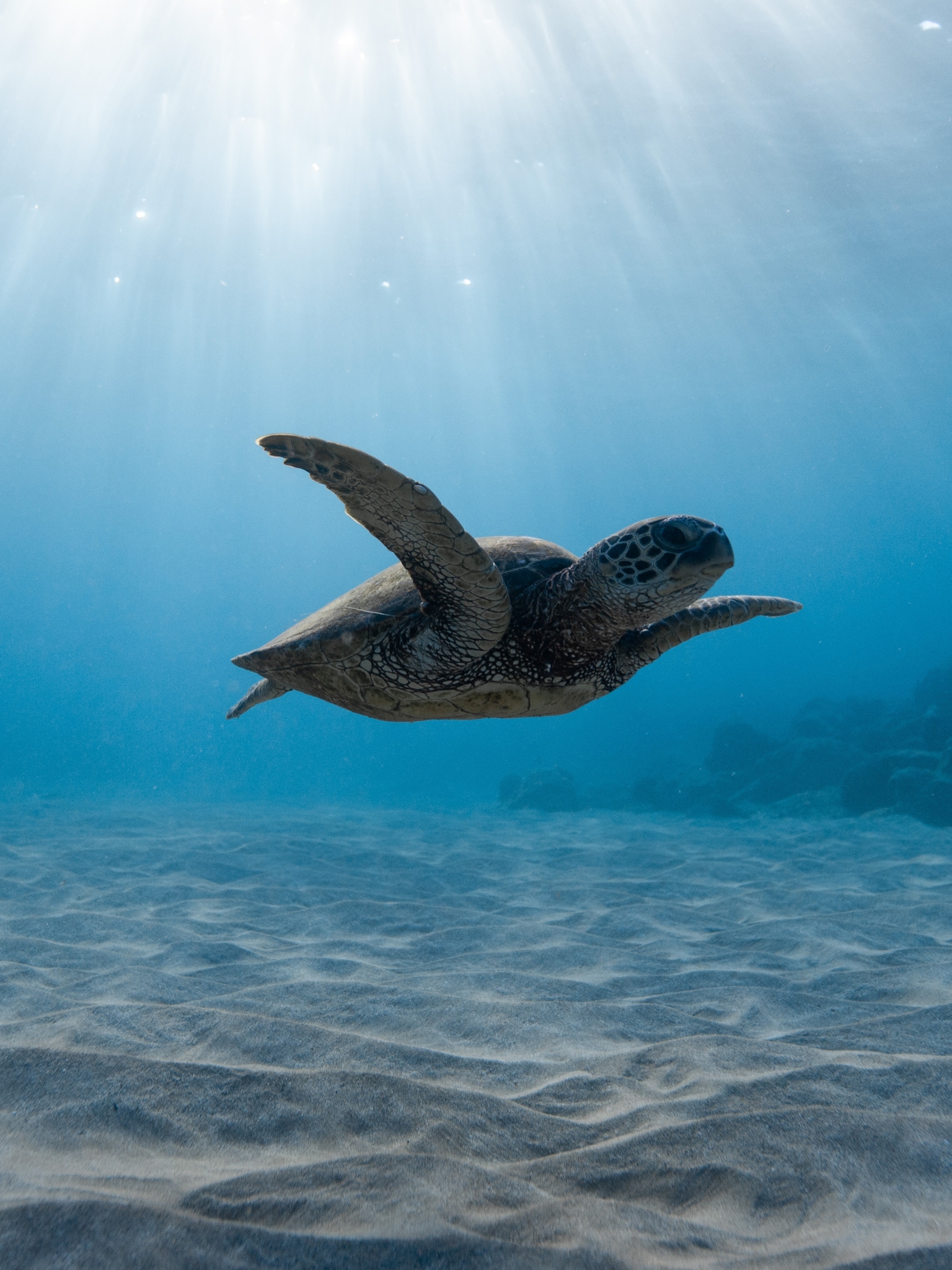 Handy-Wallpaper Tiere, Unterwasser, Schildkröte, Schildkröten, Sonnenstrahl, Seeleben, Sonnenbohne, Leben Im Meer kostenlos herunterladen.