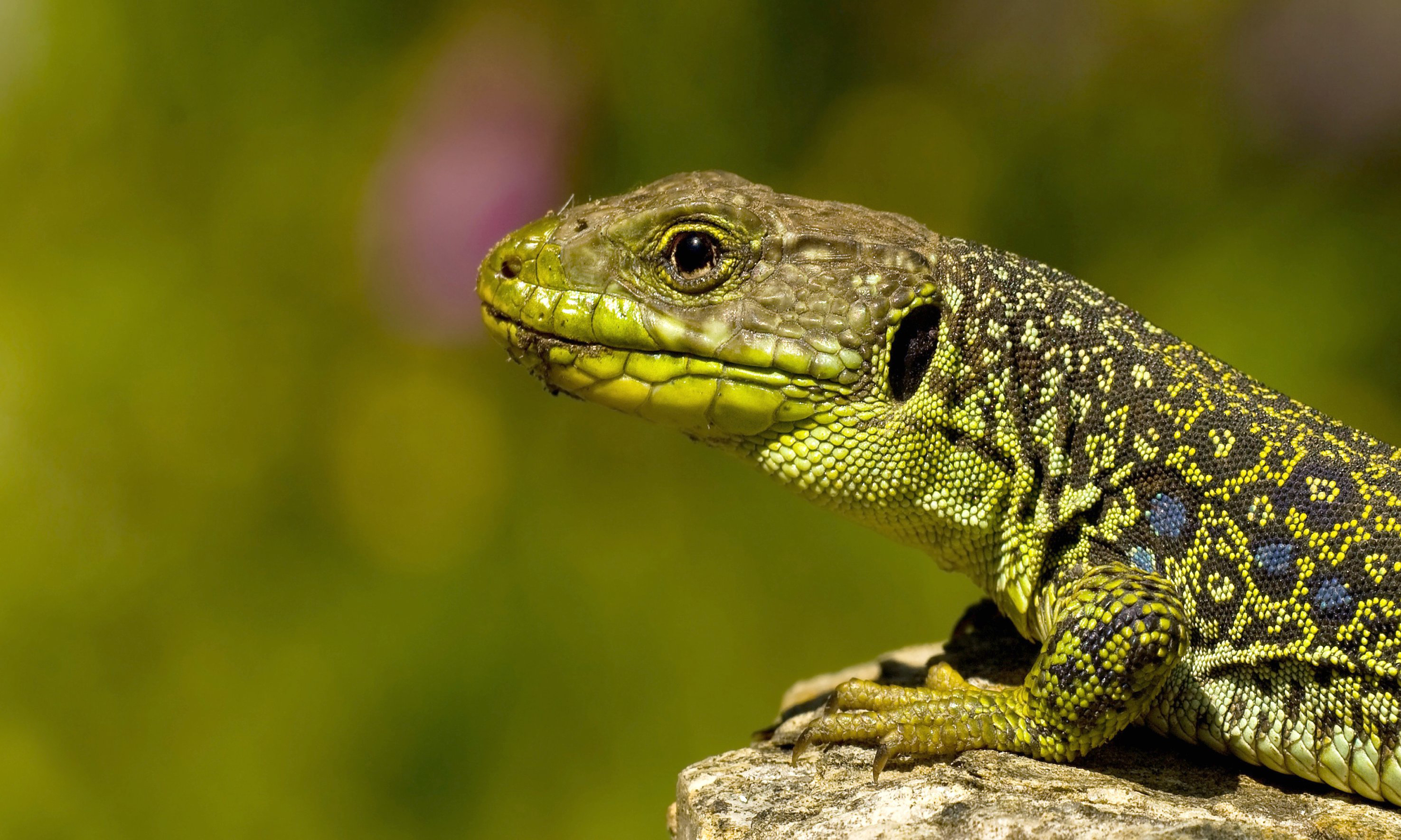 Descarga gratuita de fondo de pantalla para móvil de Lagarto, Reptiles, Animales.