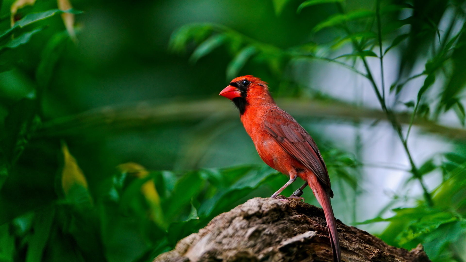 Download mobile wallpaper Animal, Cardinal for free.