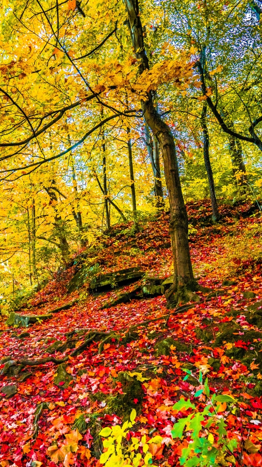 Скачать картинку Осень, Лес, Дерево, Красочный, Падать, Земля/природа в телефон бесплатно.
