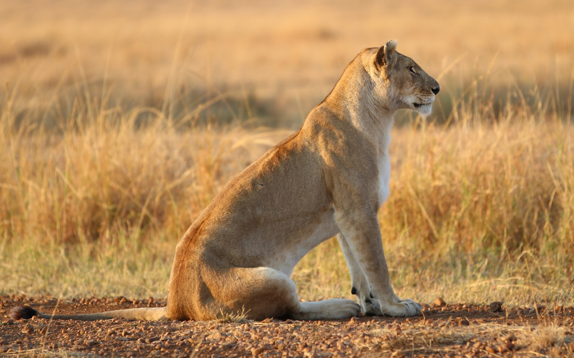 Téléchargez gratuitement l'image Animaux, Chats, Lion sur le bureau de votre PC