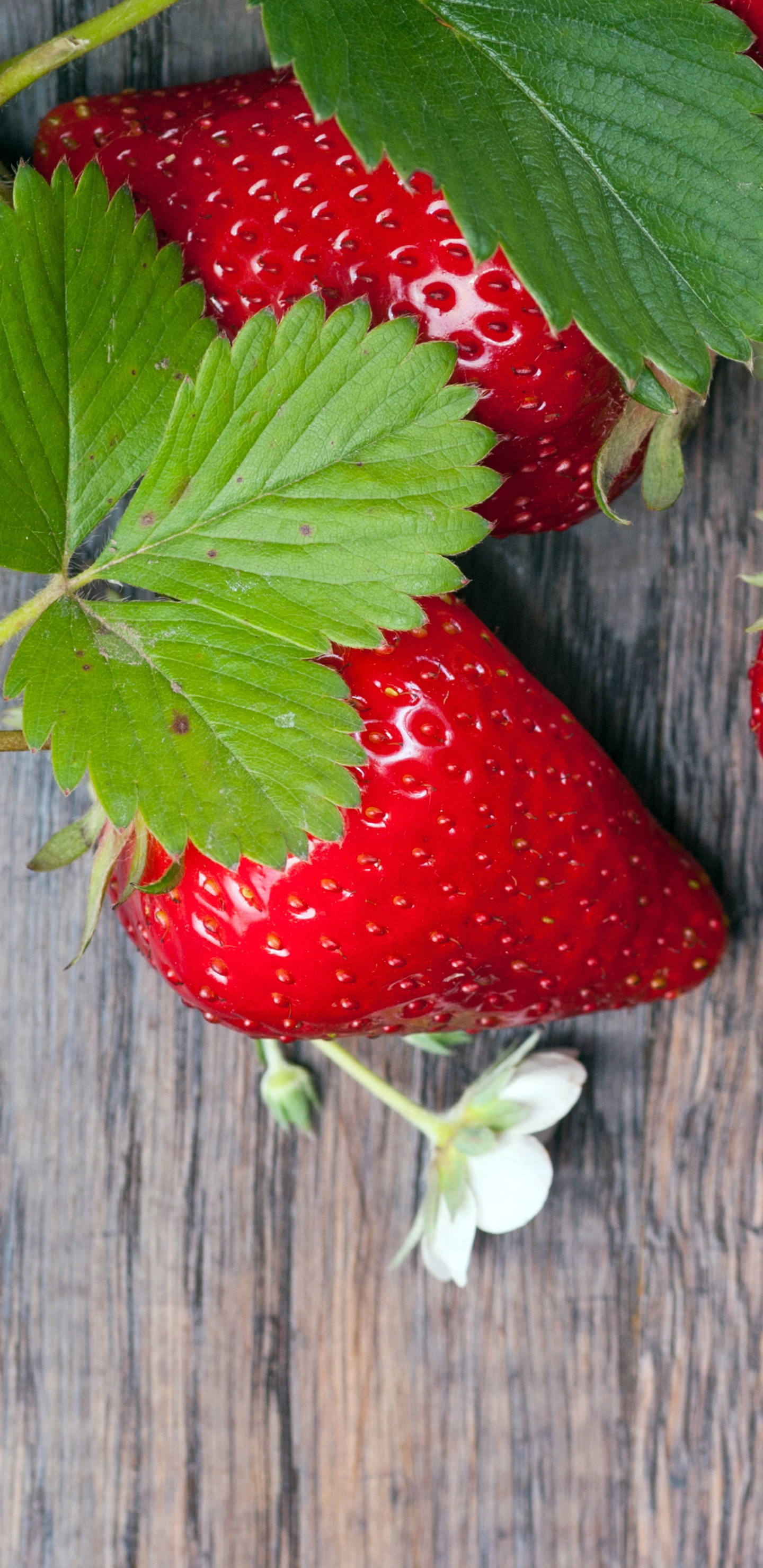 Laden Sie das Erdbeere, Beere, Frucht, Nahrungsmittel, Früchte-Bild kostenlos auf Ihren PC-Desktop herunter