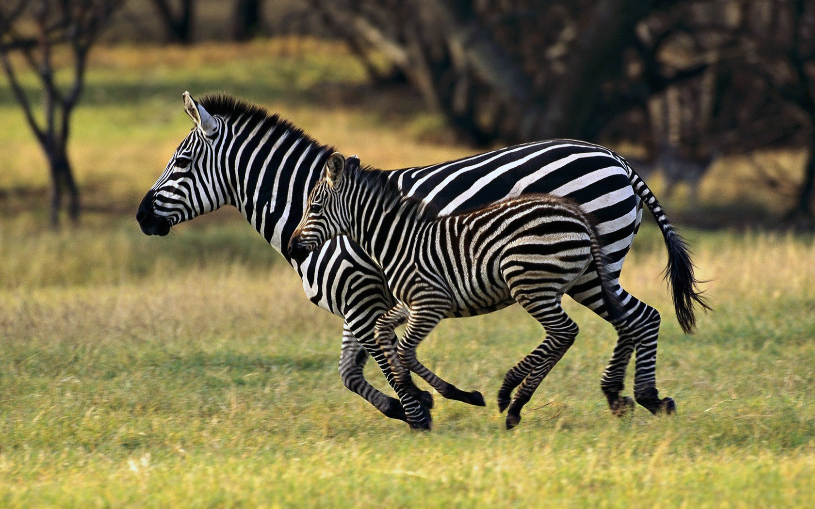 Download mobile wallpaper Zebra, Animal for free.