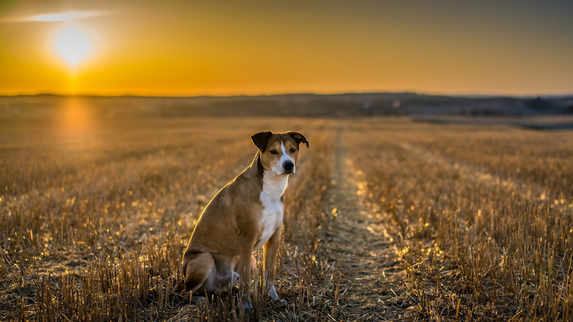 Handy-Wallpaper Hunde, Hund, Tiere kostenlos herunterladen.