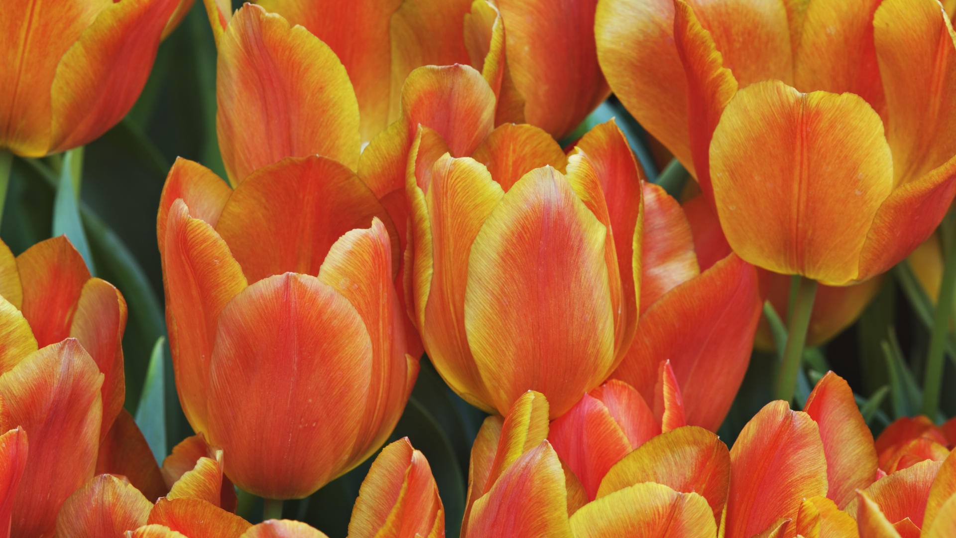 Free download wallpaper Flowers, Flower, Earth, Tulip, Orange Flower on your PC desktop