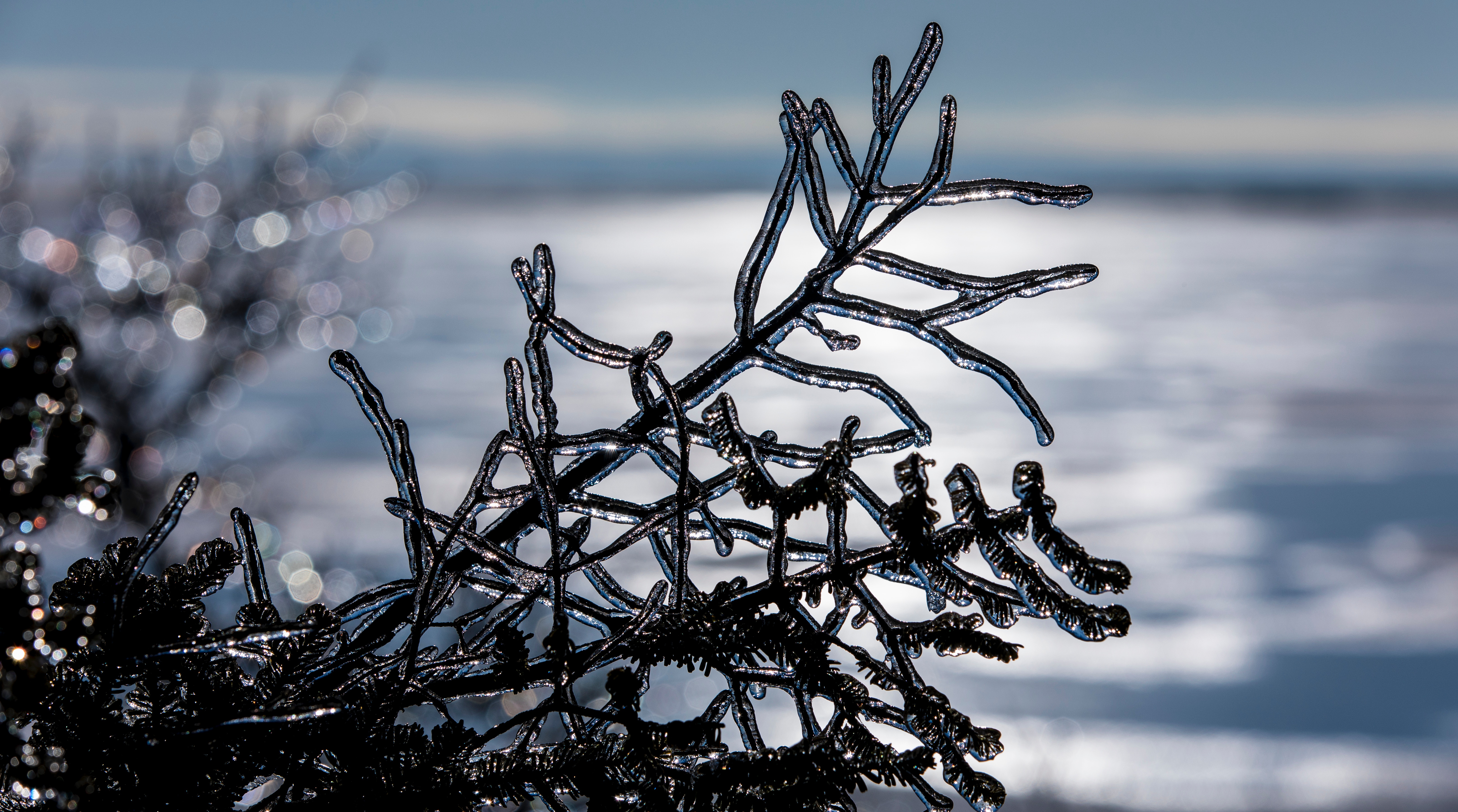 Download mobile wallpaper Macro, Winter, Branch, Ice for free.
