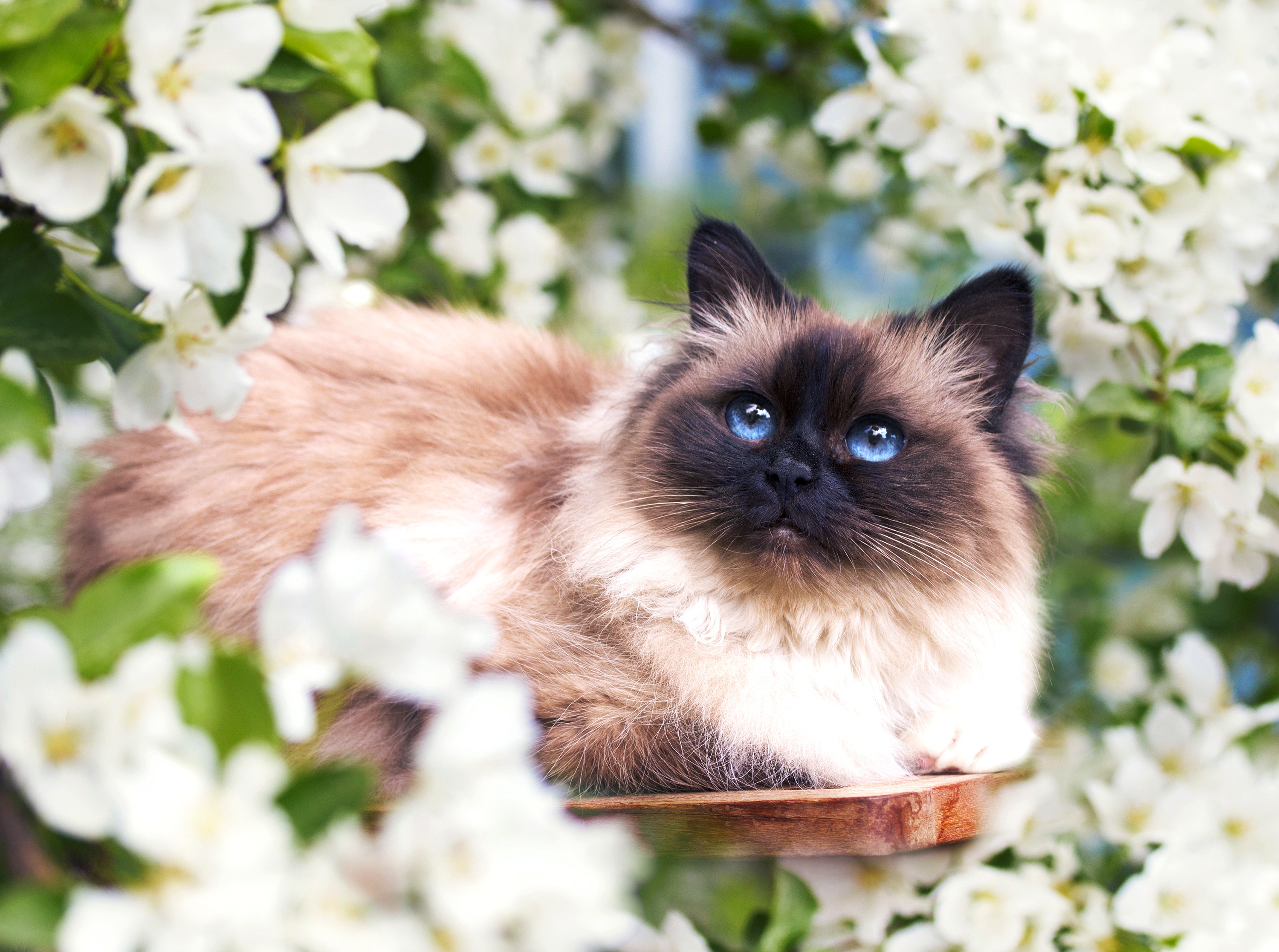 PCデスクトップに動物, 花, ネコ, 猫, 春, 白い花画像を無料でダウンロード