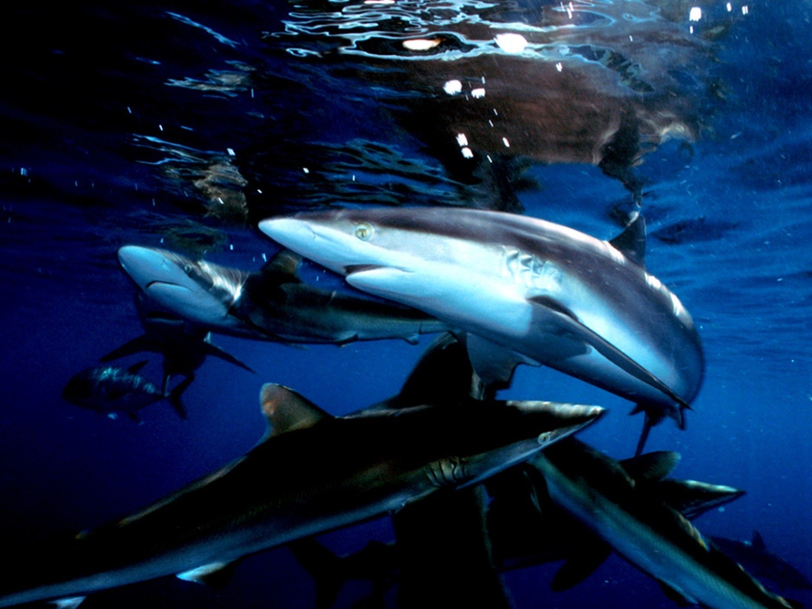 Descarga gratis la imagen Animales, Tiburones, Tiburón en el escritorio de tu PC