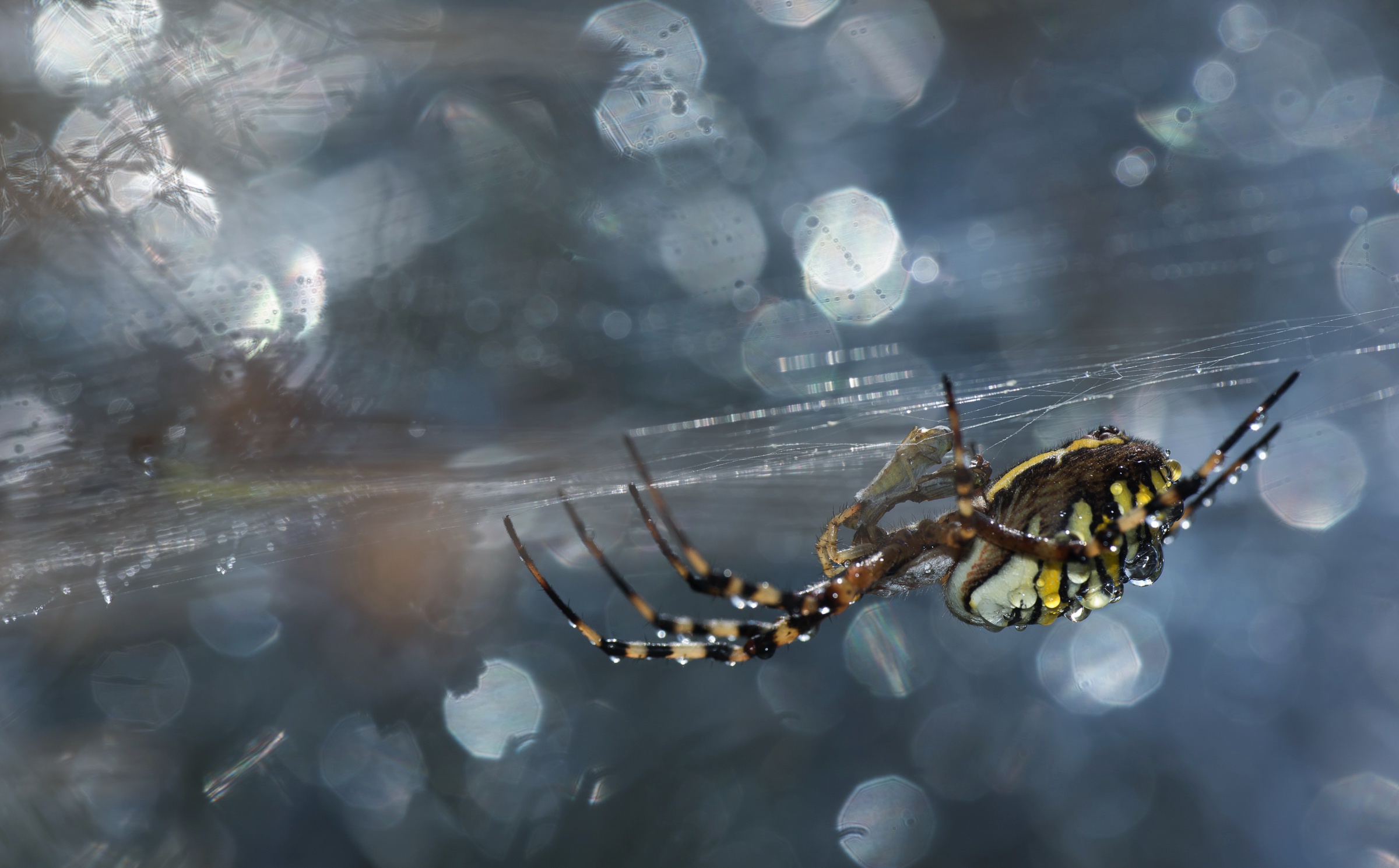 Download mobile wallpaper Spiders, Macro, Insect, Animal, Bokeh, Spider for free.