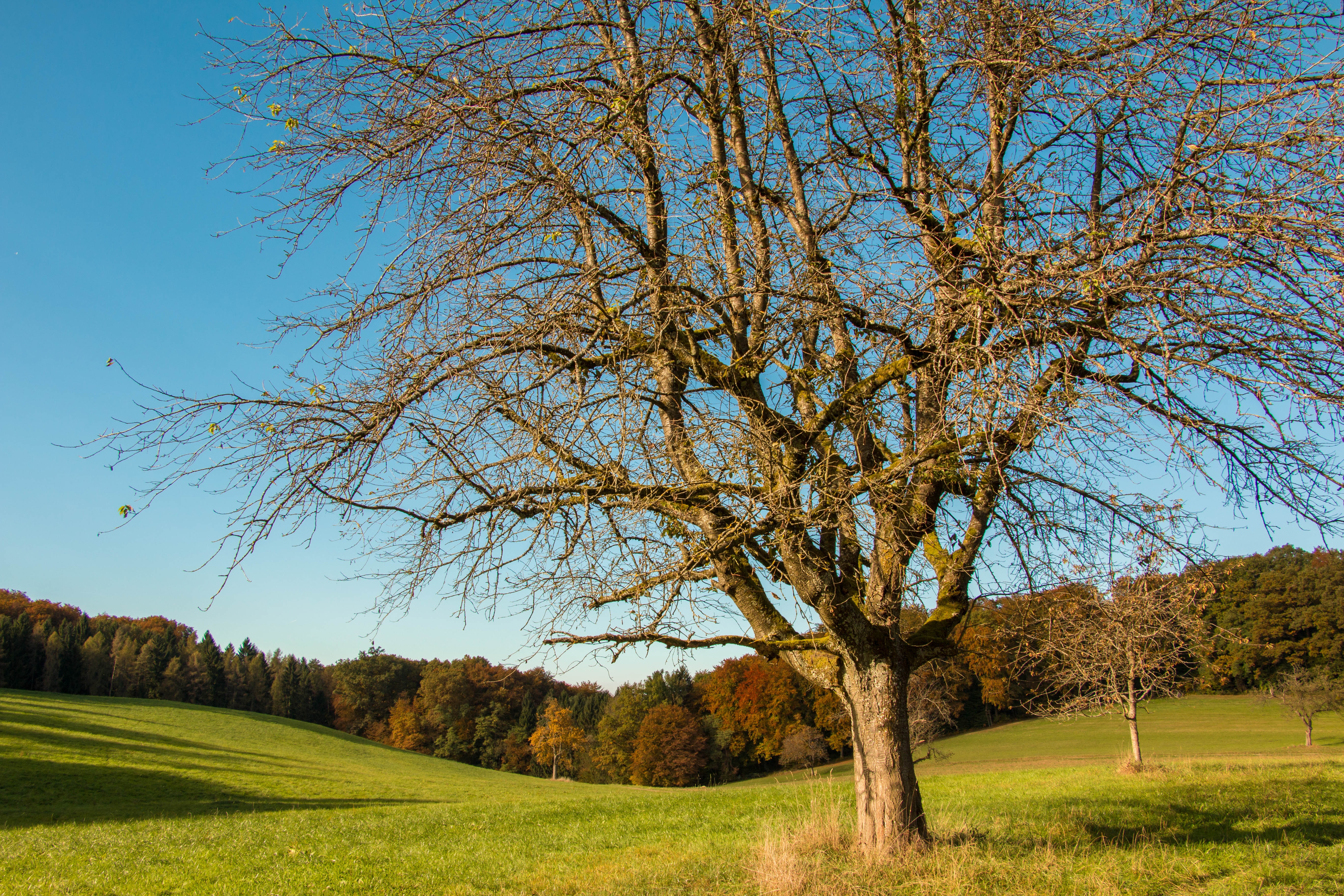 Download mobile wallpaper Wood, Grass, Field, Nature, Tree, Autumn for free.