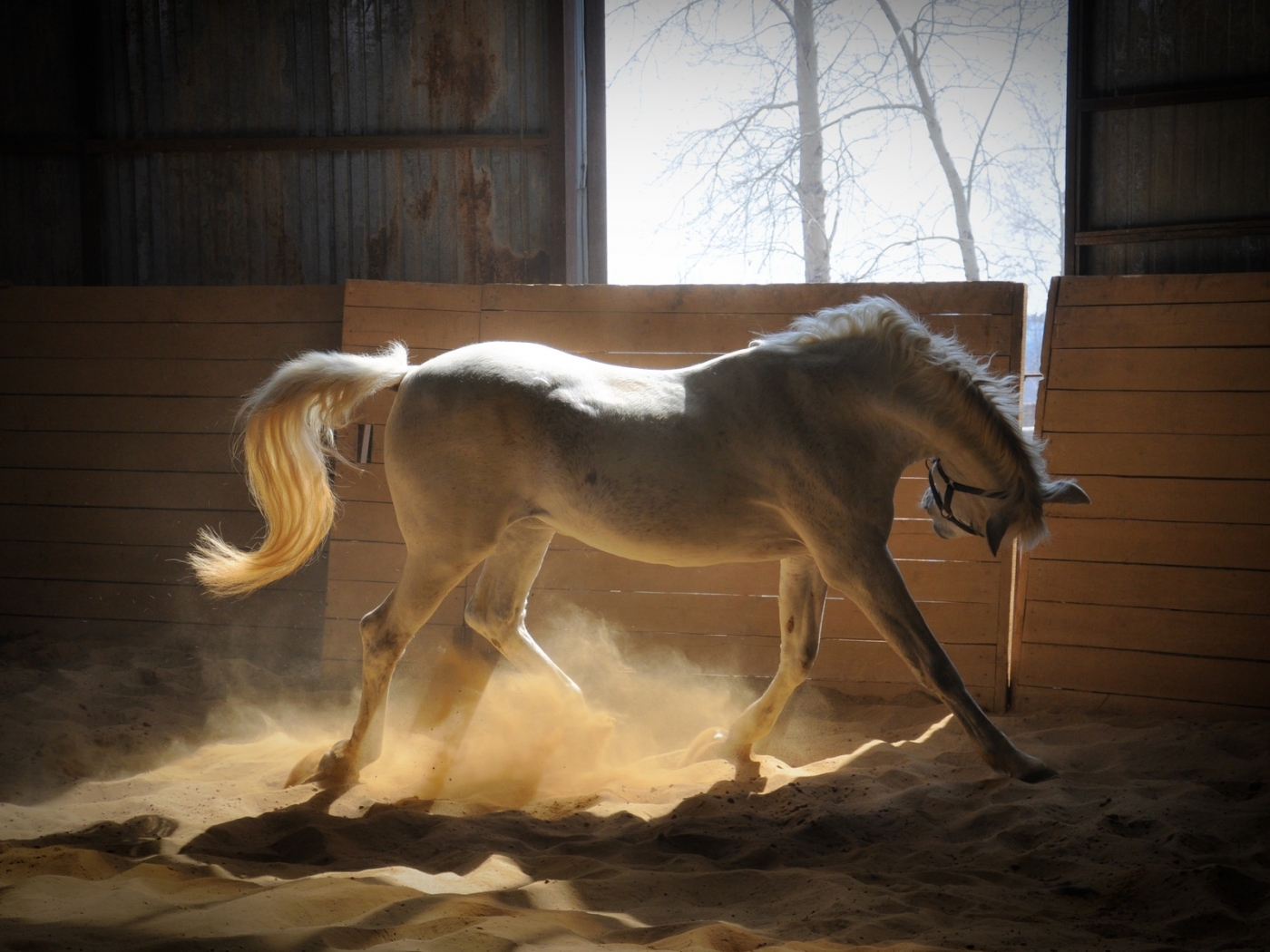 1920x1080 Background horses, animals