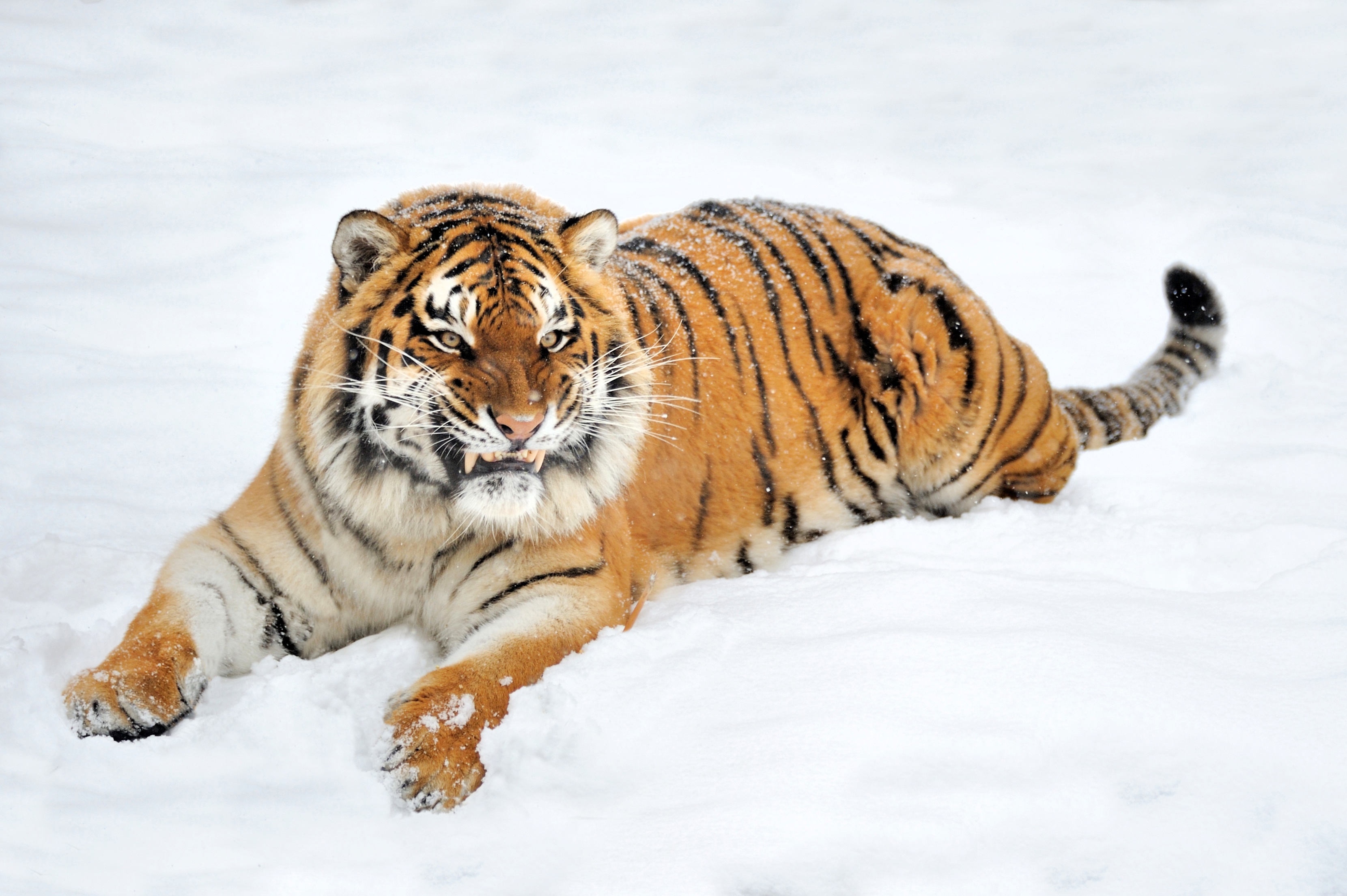 無料モバイル壁紙動物, 雪, 猫, 虎をダウンロードします。